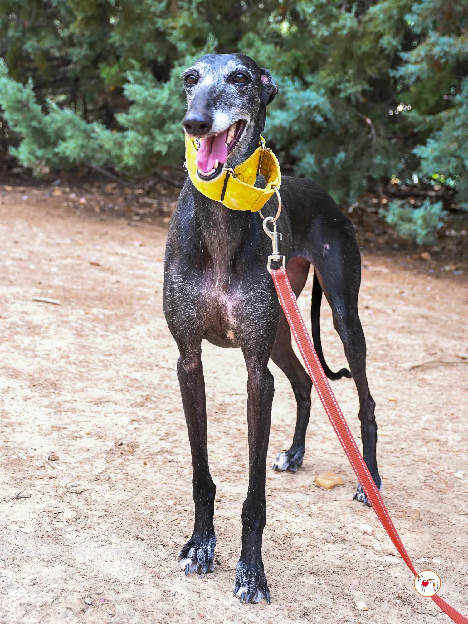 jara galgo adozione 14