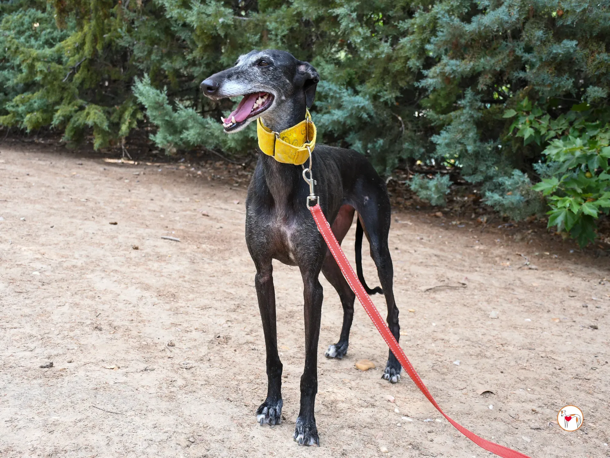 jara galgo adozione 15