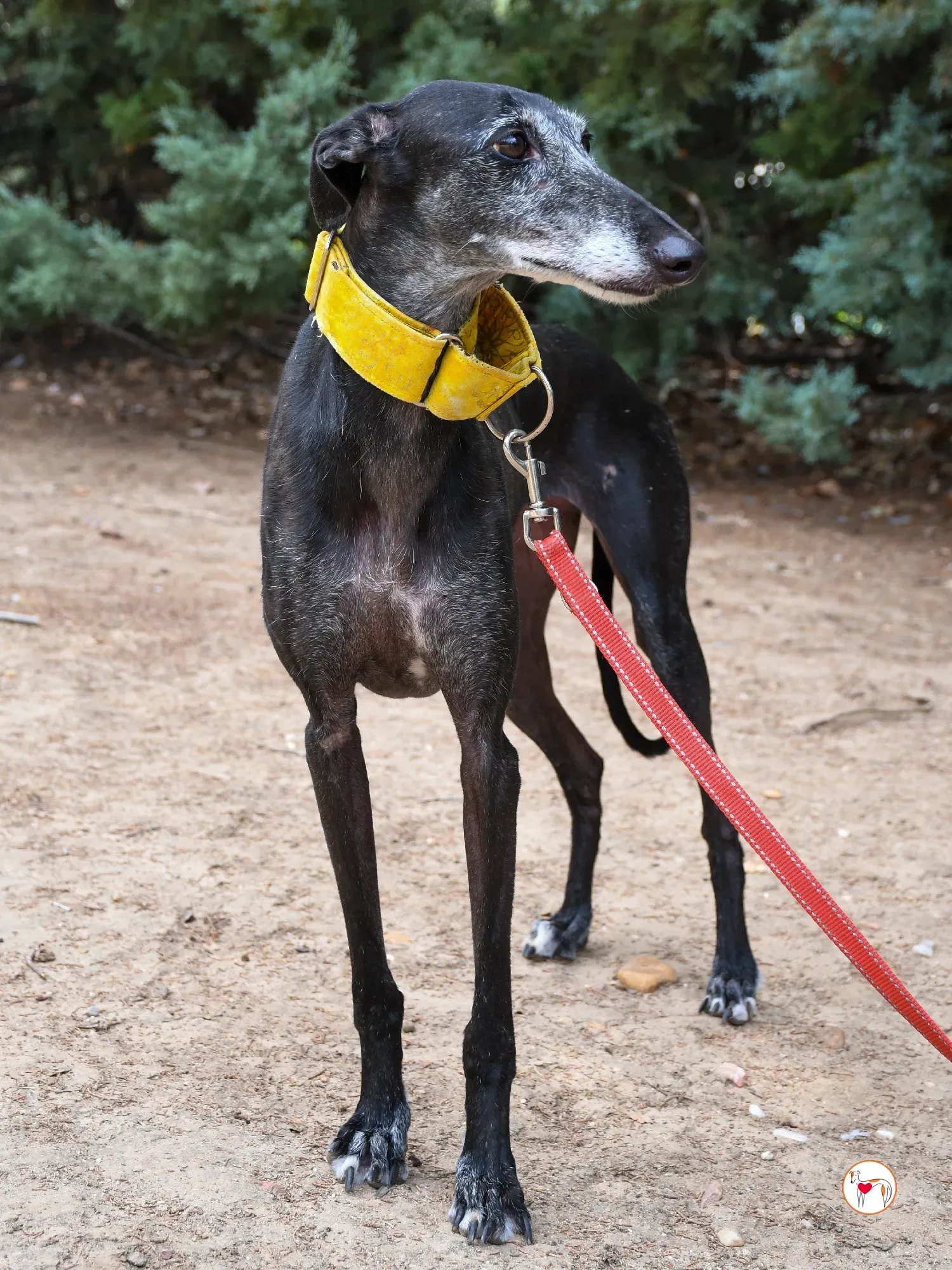jara galgo adozione 16
