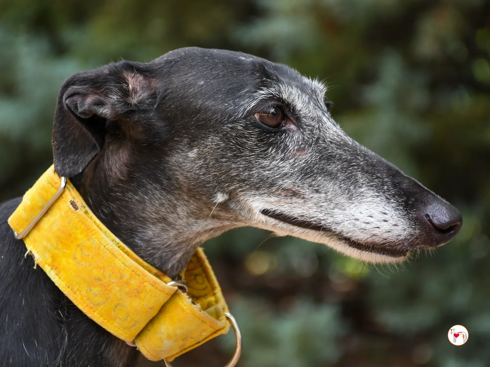 jara galgo adozione 17