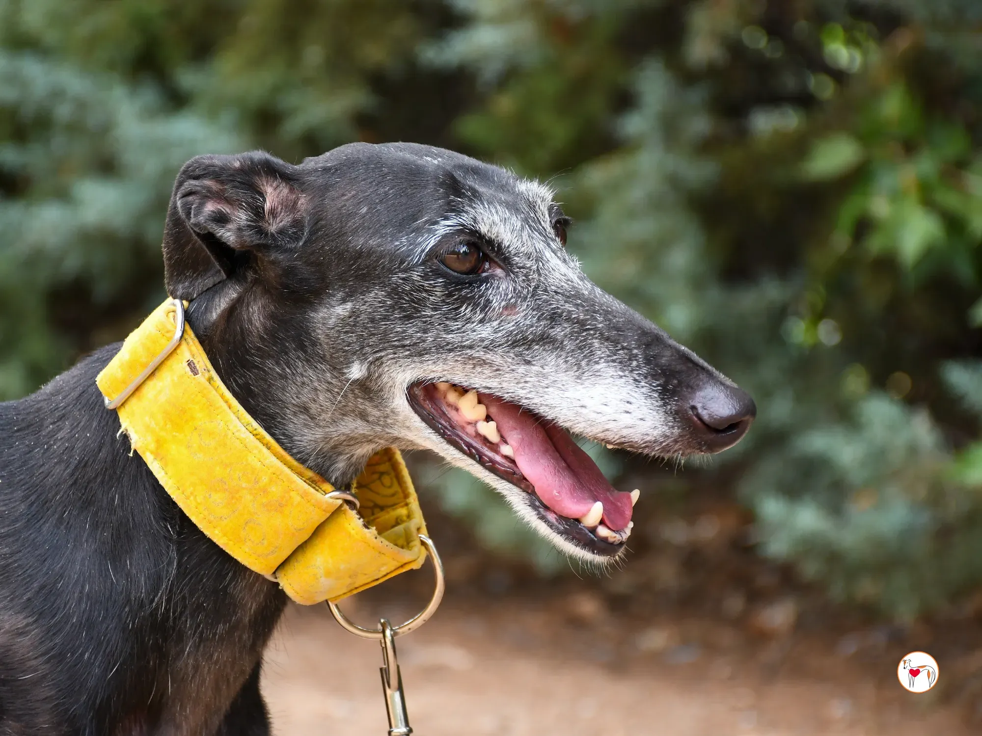 jara galgo adozione 18