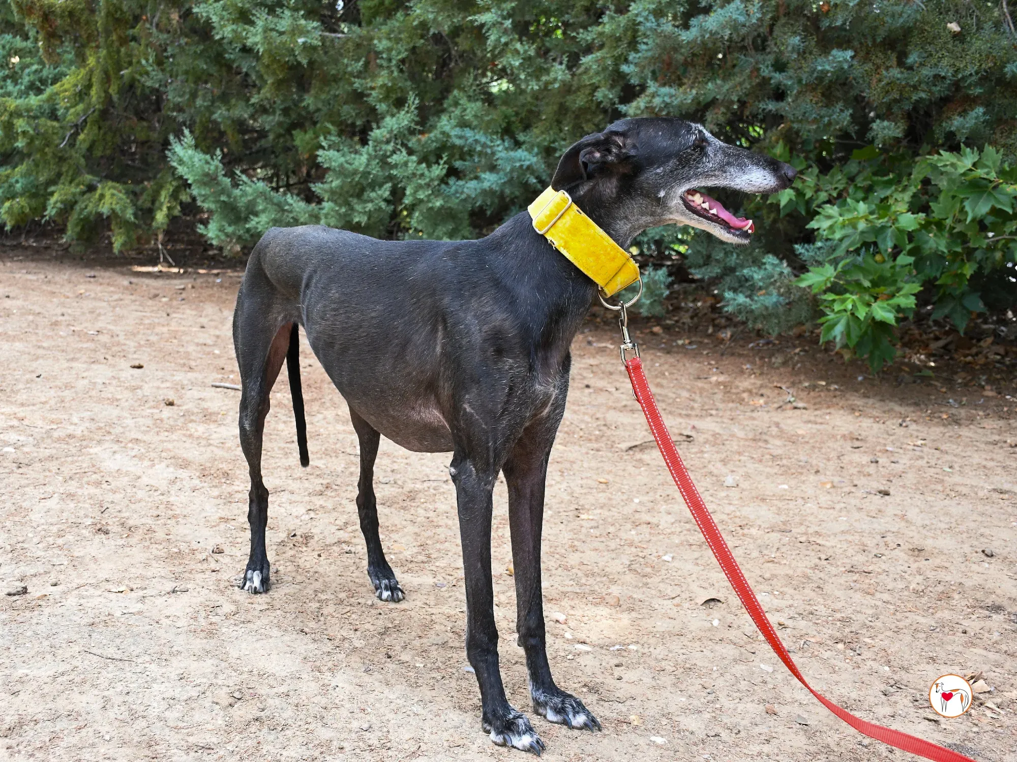 jara galgo adozione 19