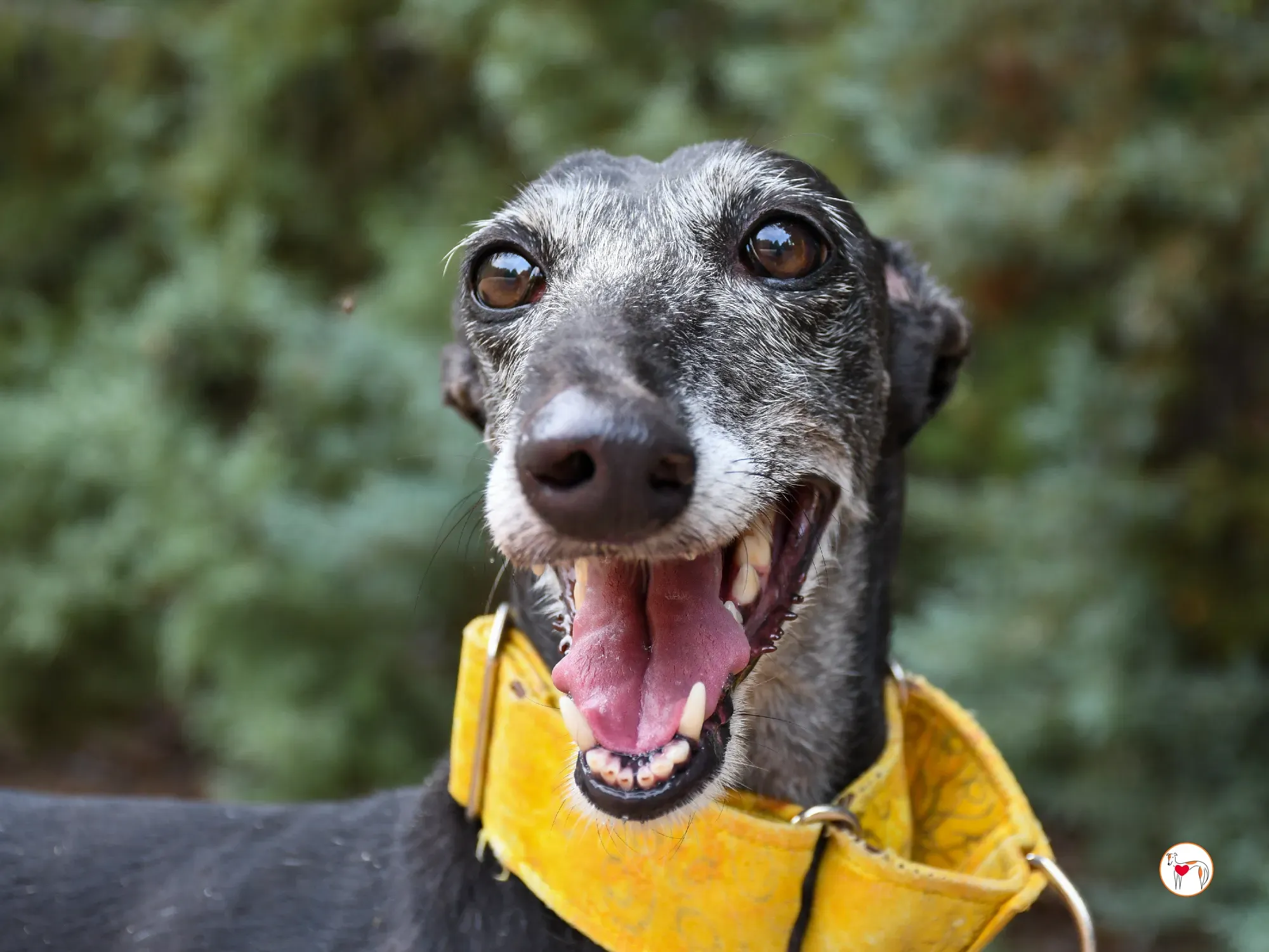 jara galgo adozione 20