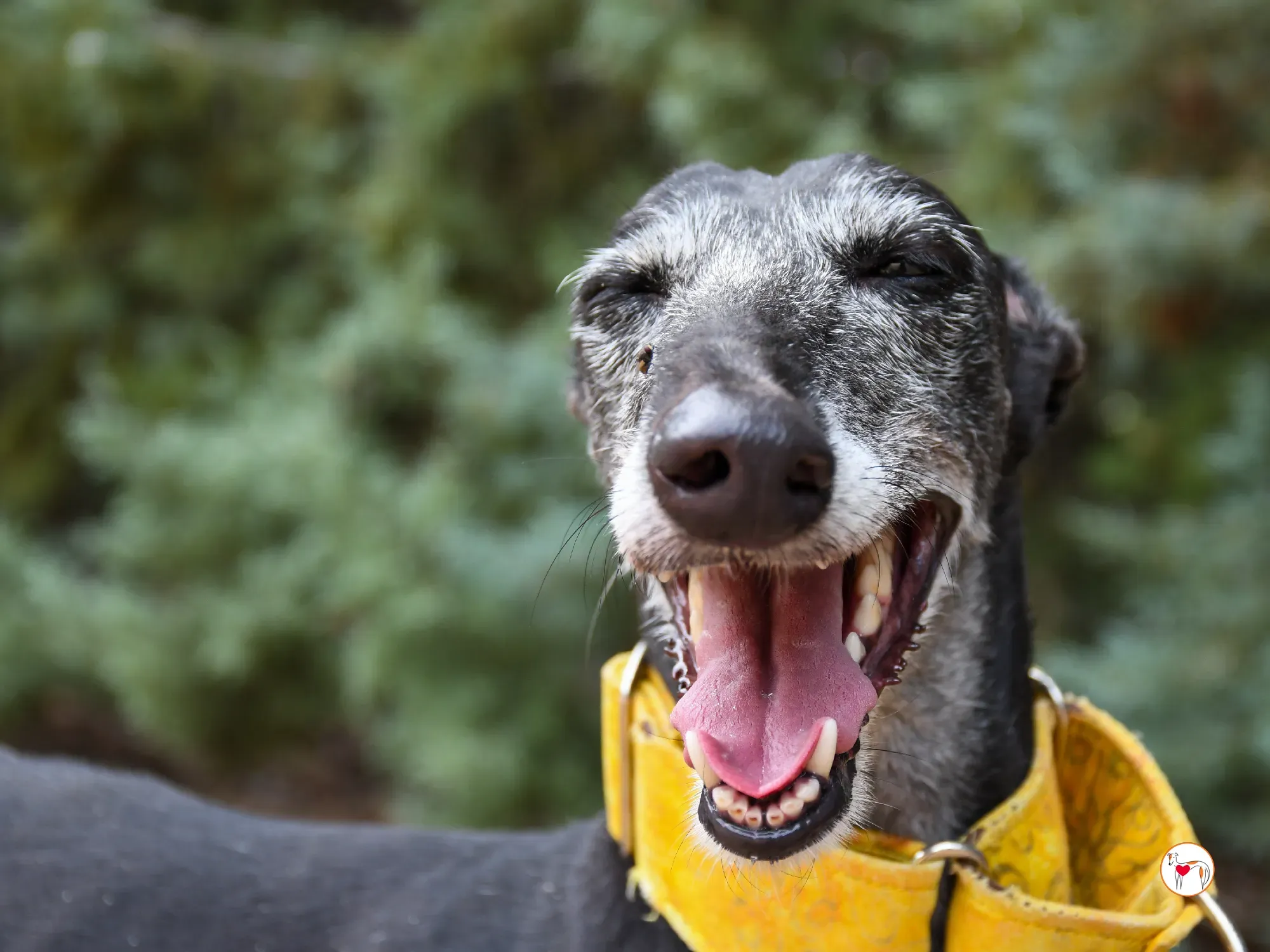 jara galgo adozione 21