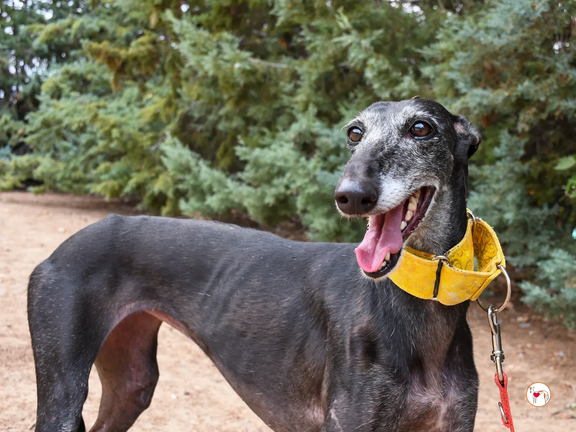 jara galgo adozione 22