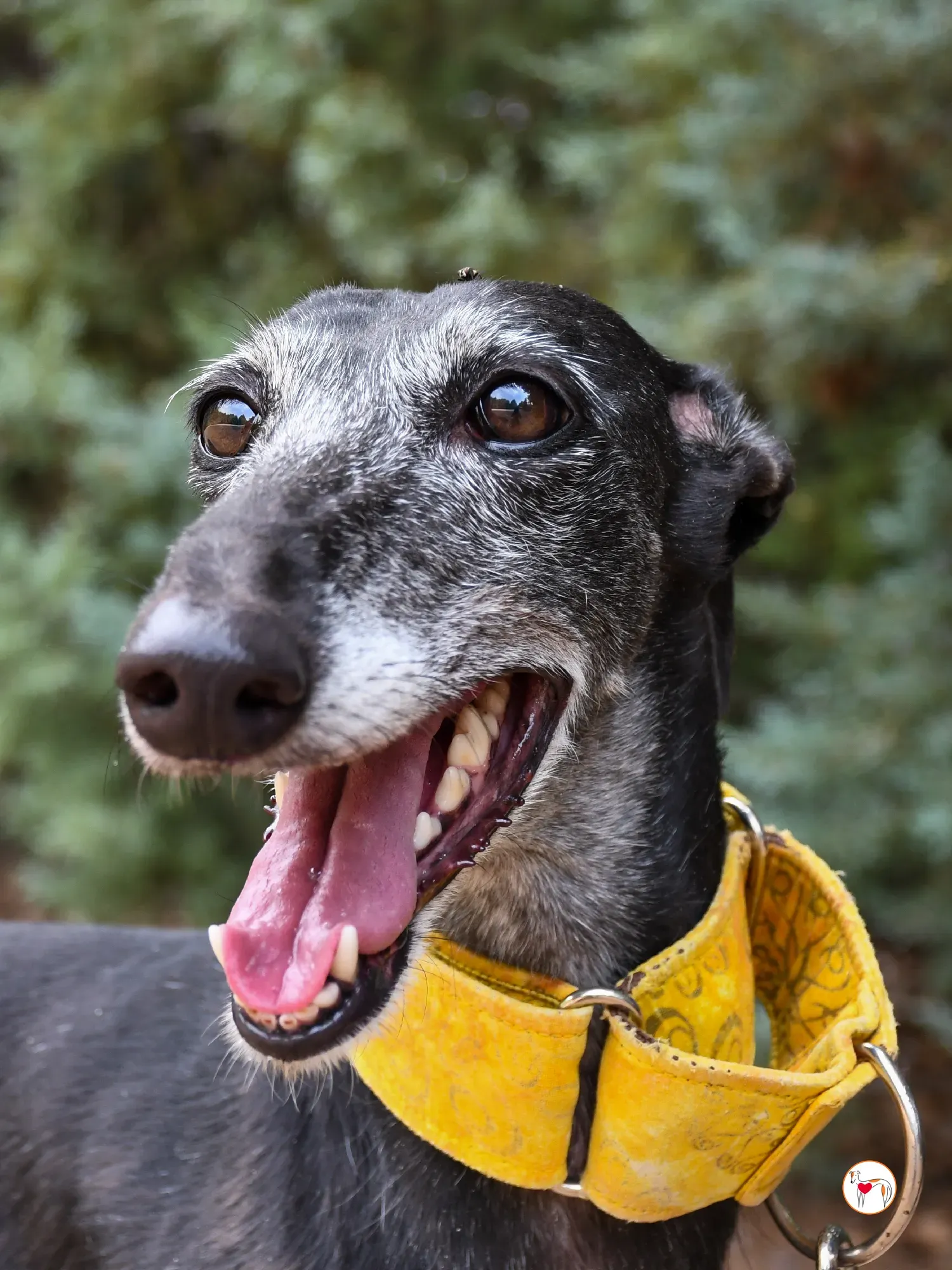 jara galgo adozione 23