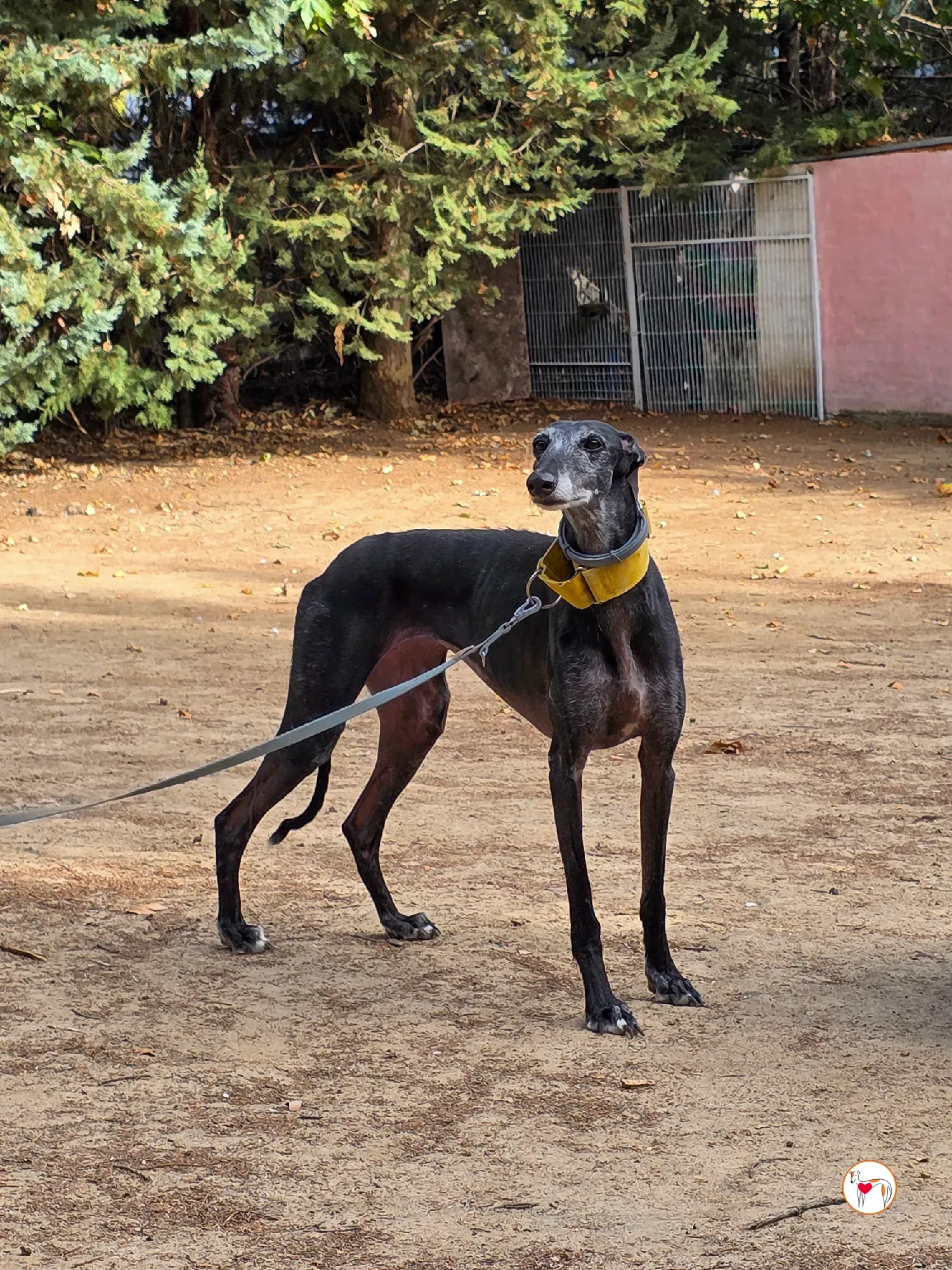 jara galgo adozione 24