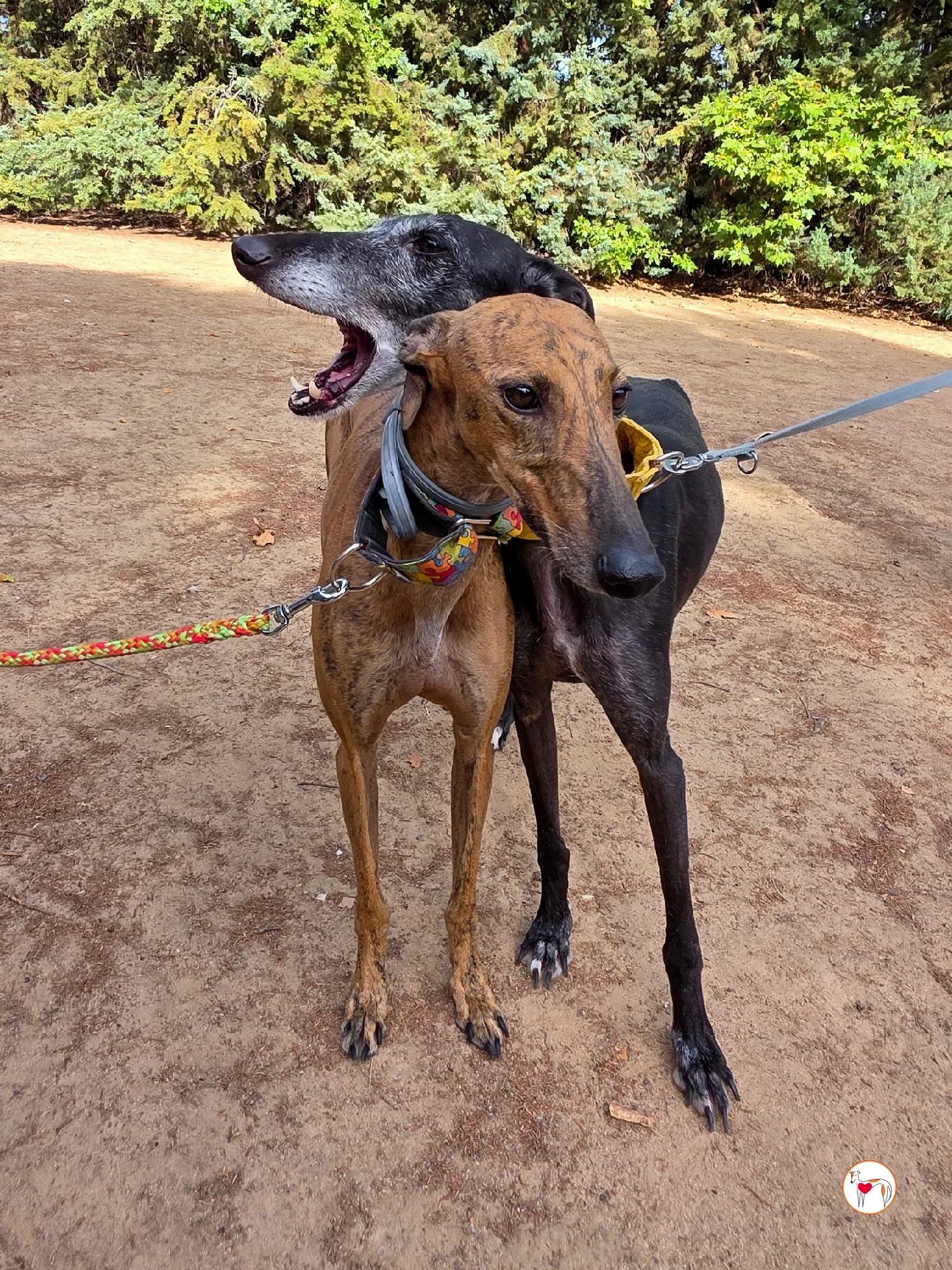 jara galgo adozione 25