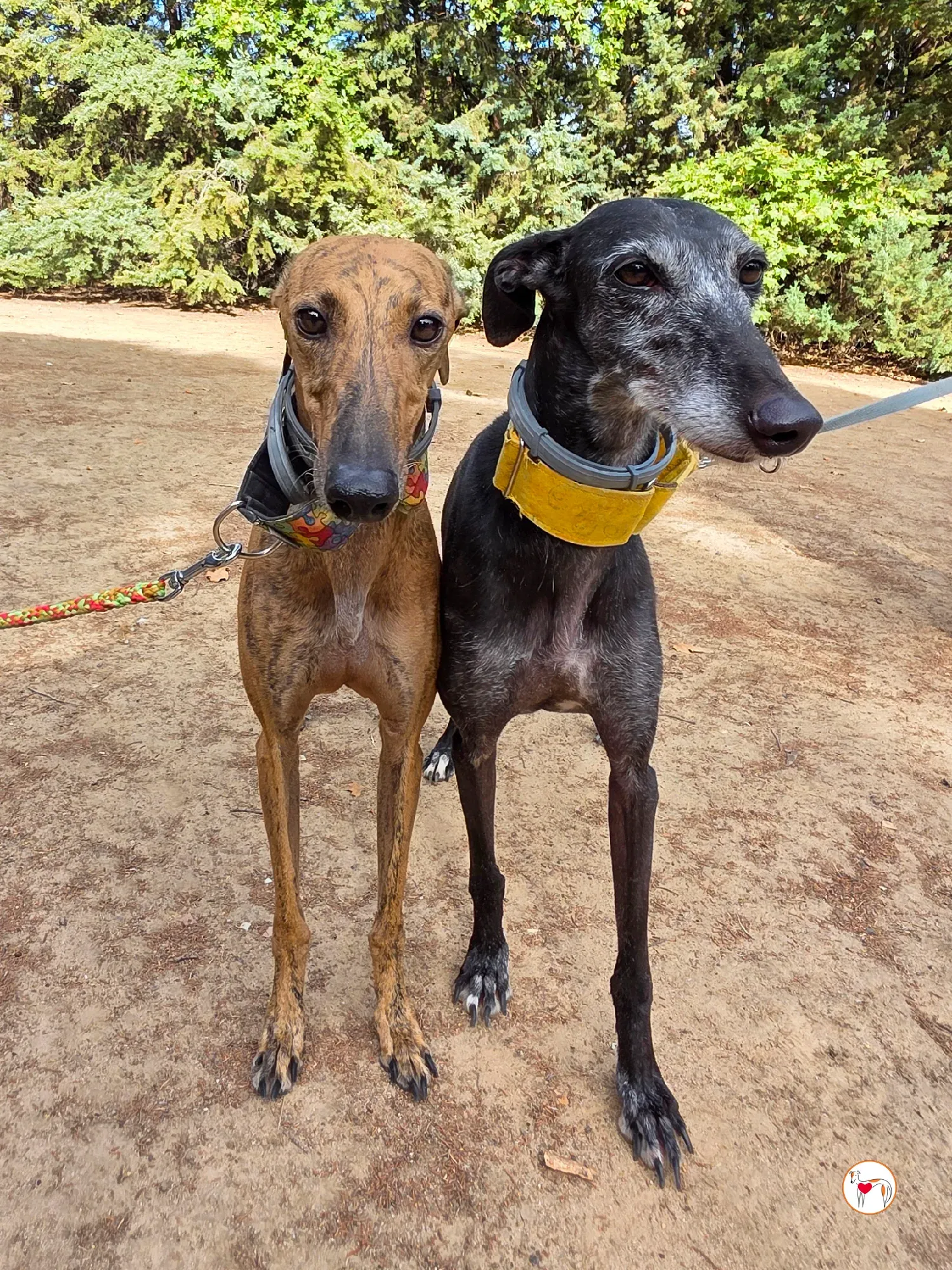 jara galgo adozione 26