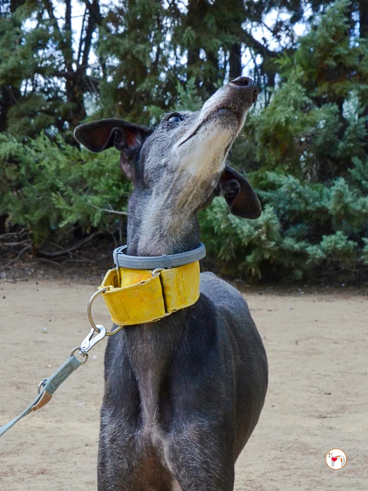 jara galgo adozione 28