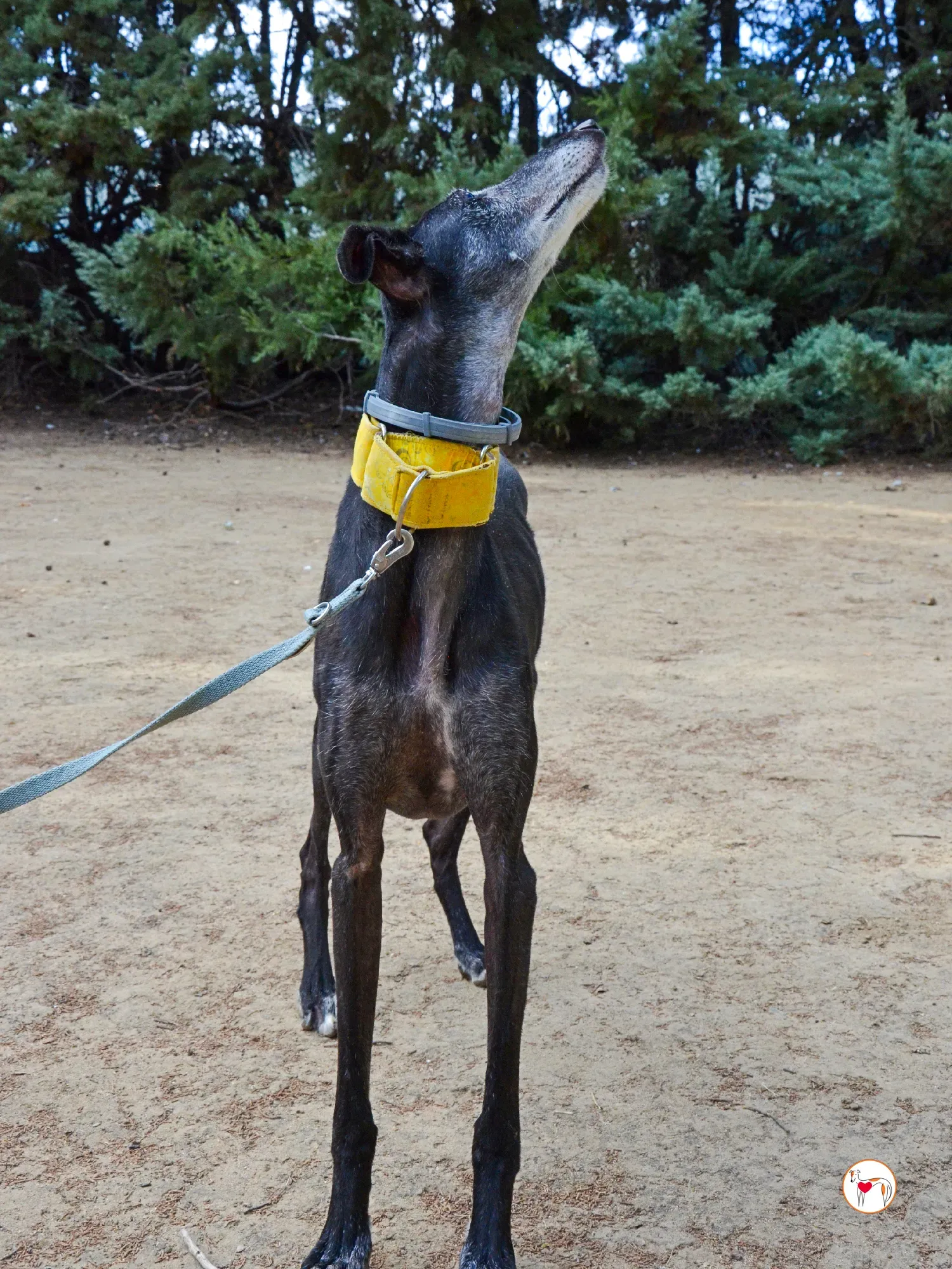 jara galgo adozione 29