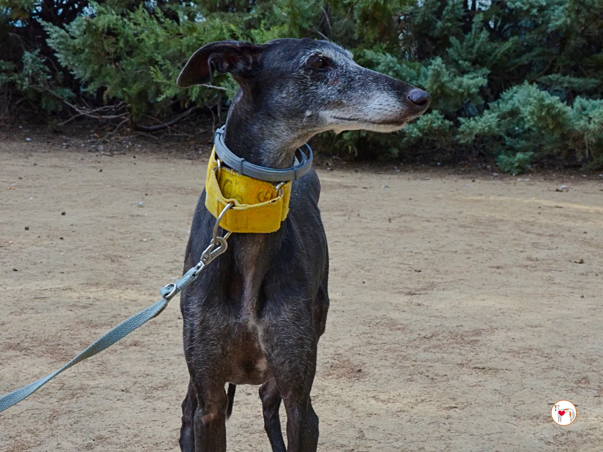 jara galgo adozione 30