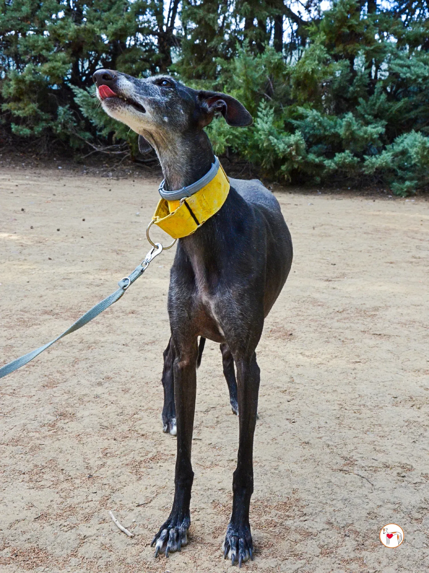 jara galgo adozione 31
