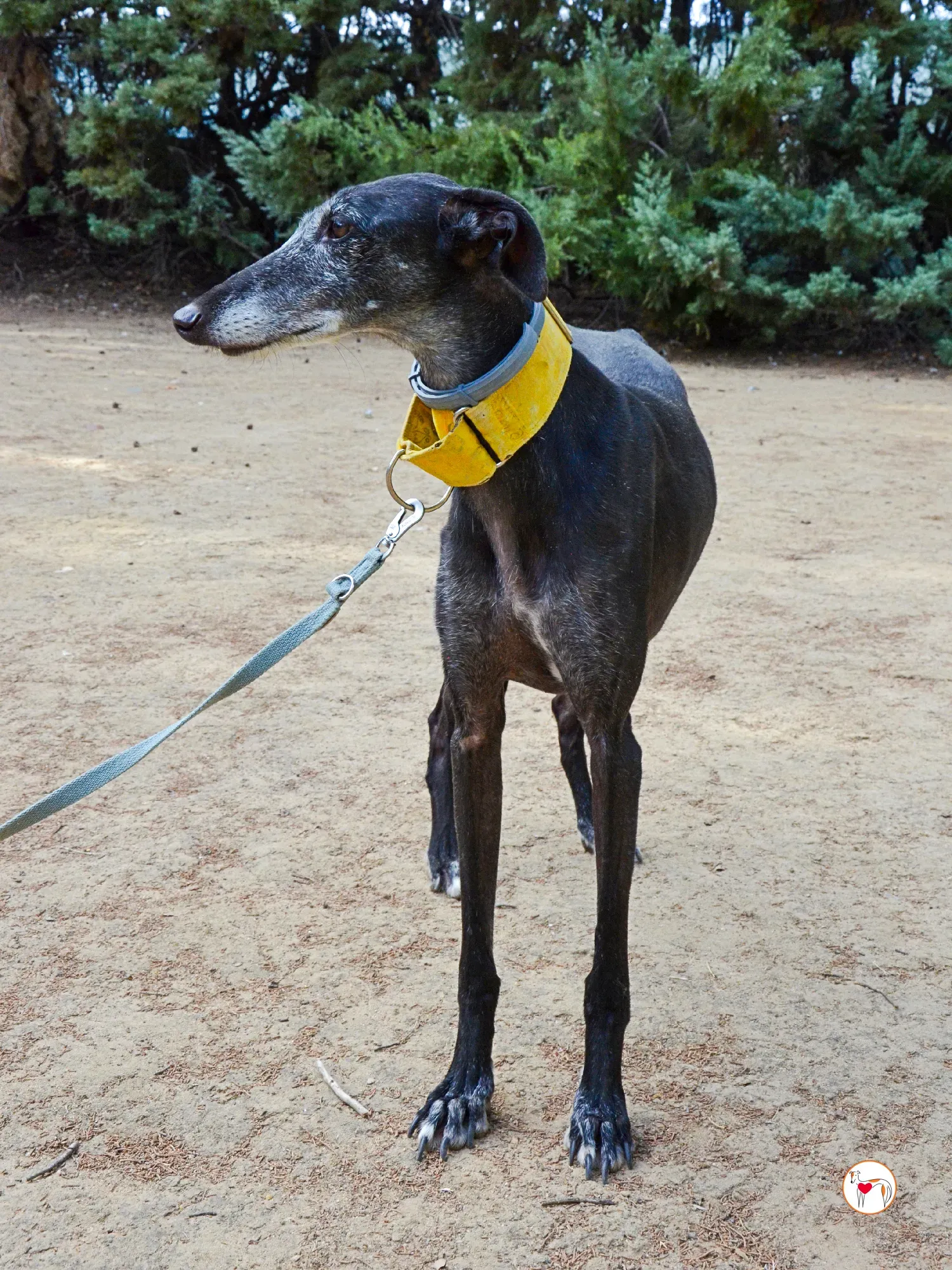 jara galgo adozione 32