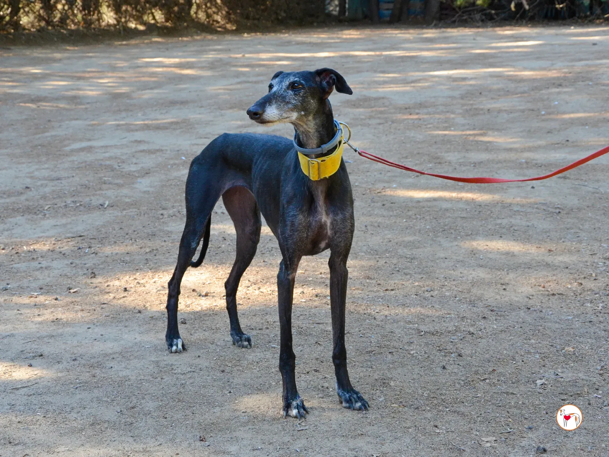 jara galgo adozione 33