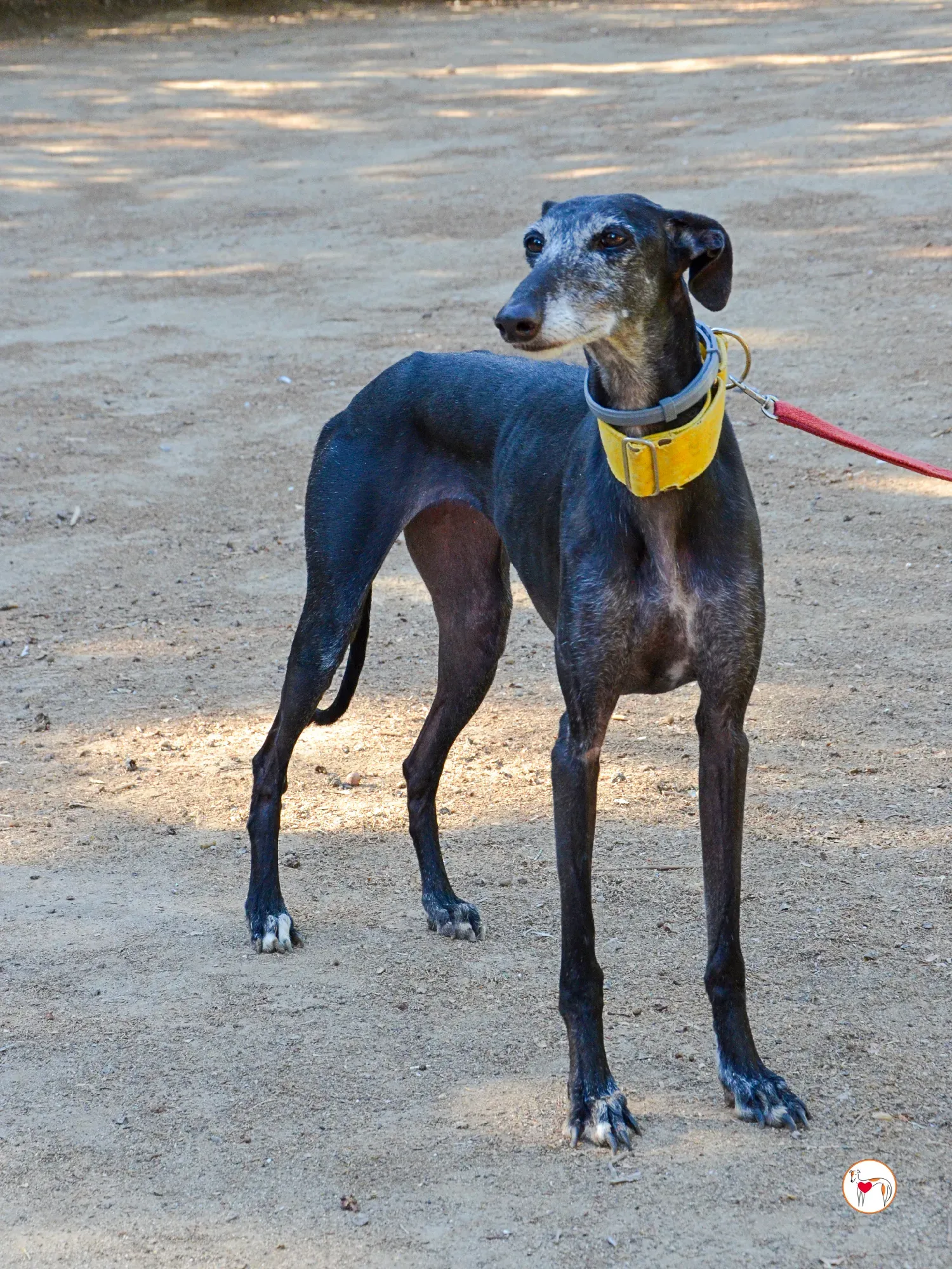 jara galgo adozione 34
