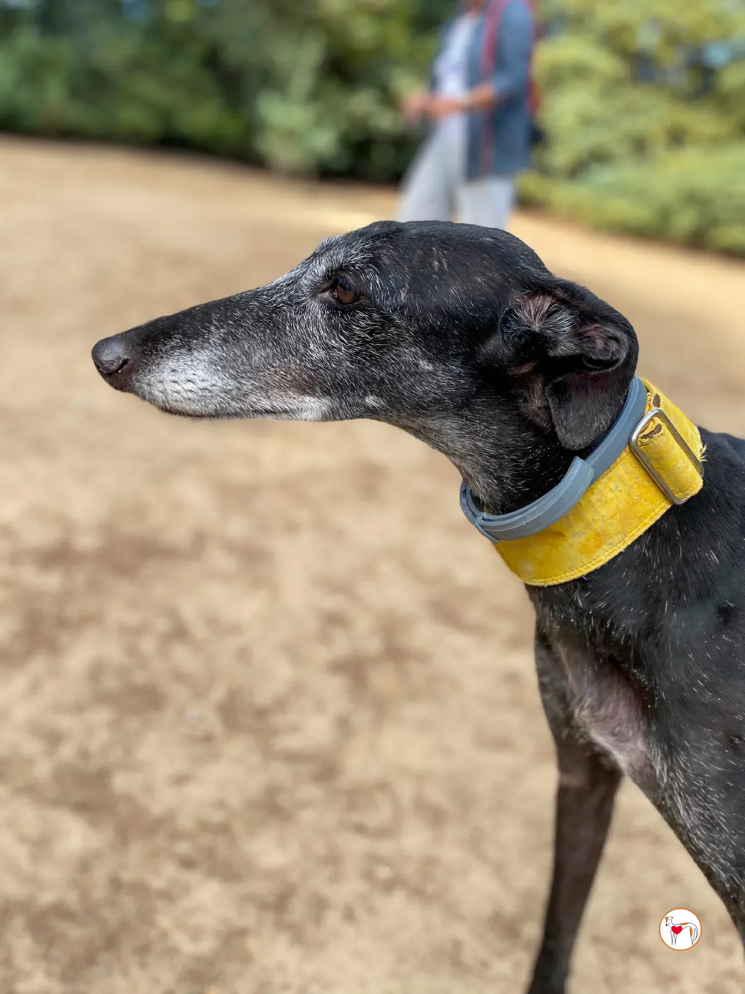 jara galgo adozione 35