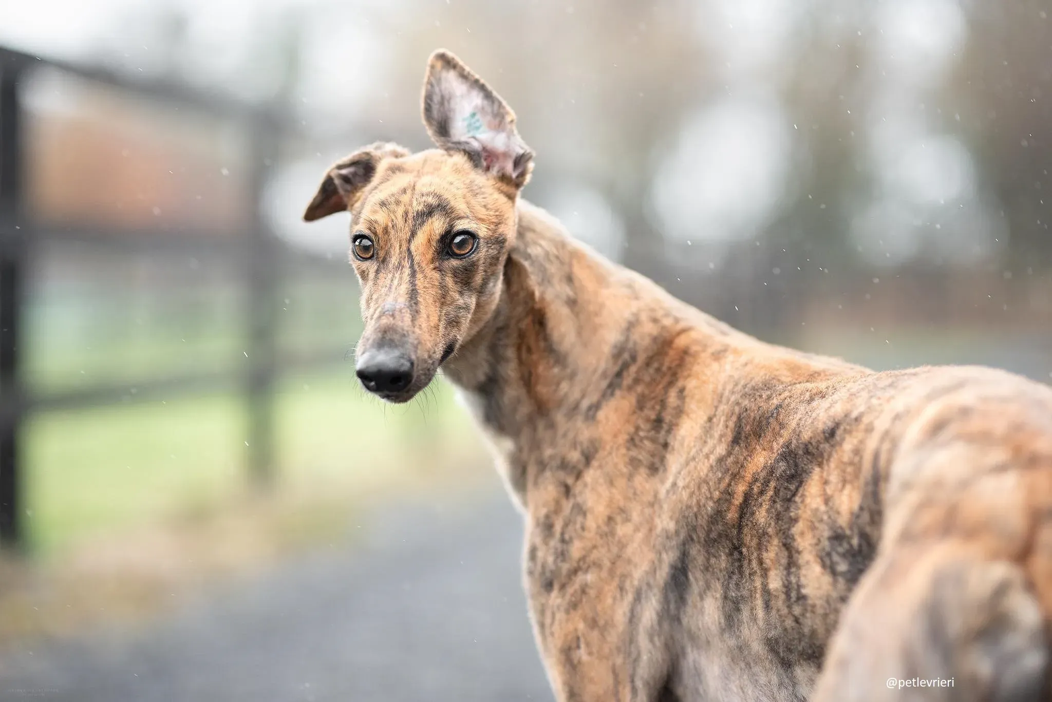 jasmine adozione greyhound 1