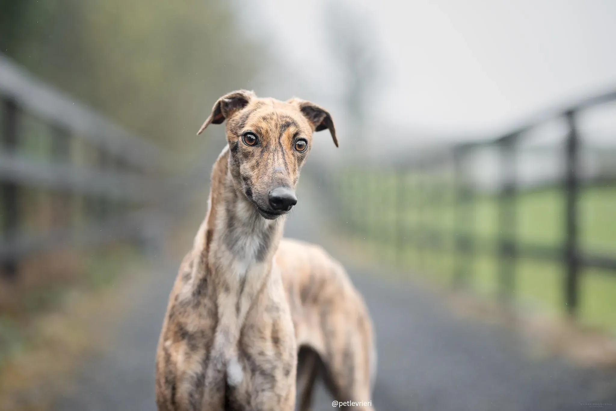 jasmine adozione greyhound 2