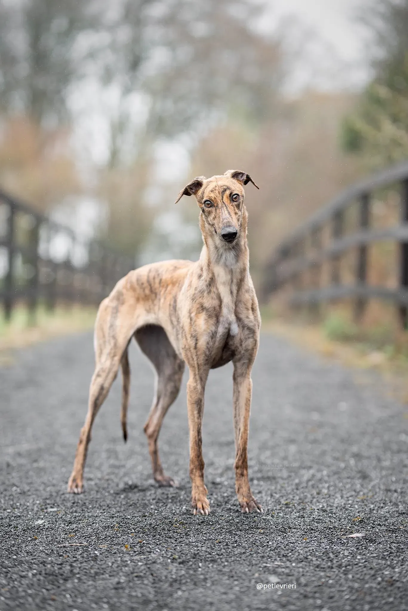jasmine adozione greyhound
