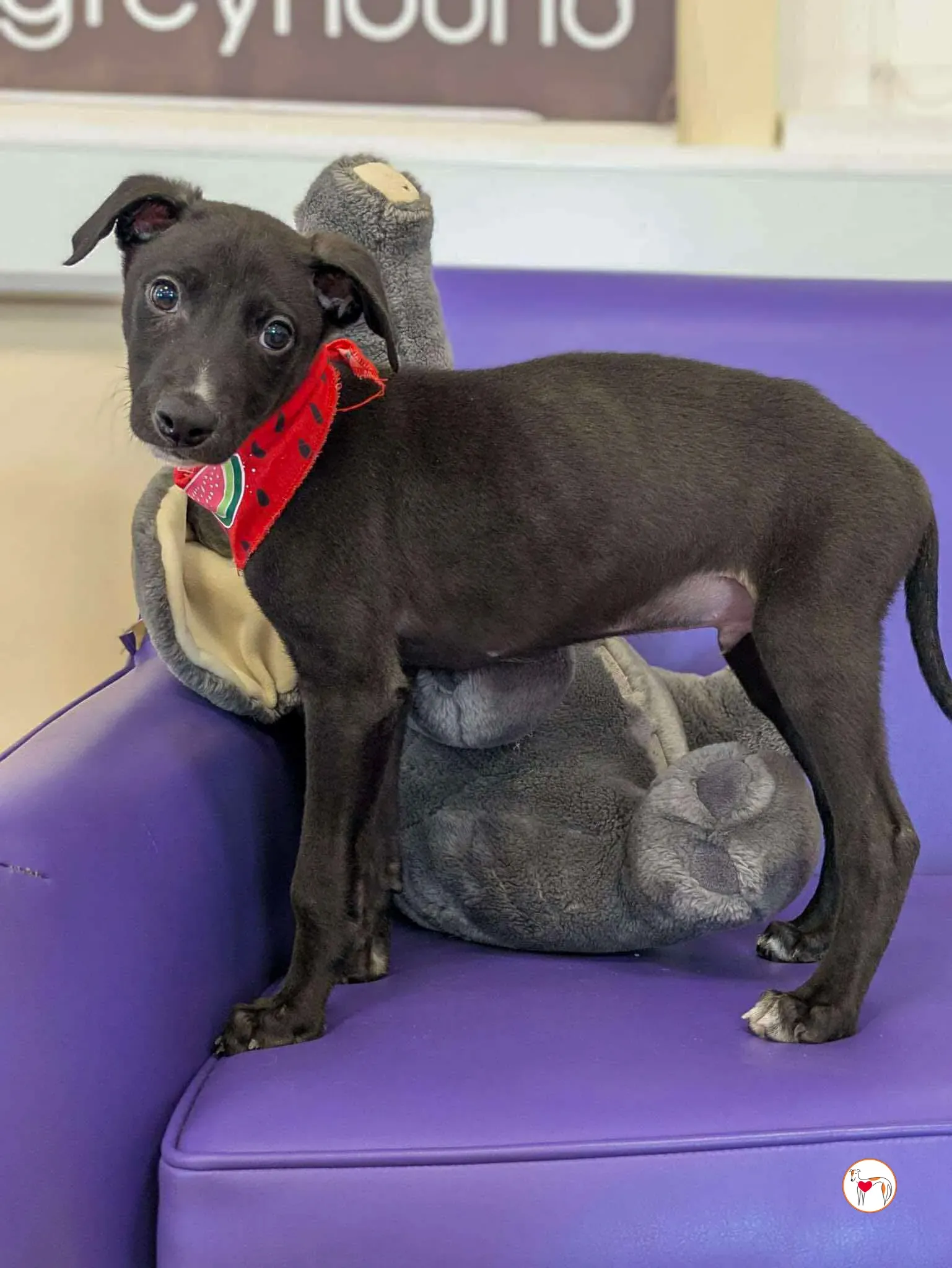 jason grey cucciolo adozione 01