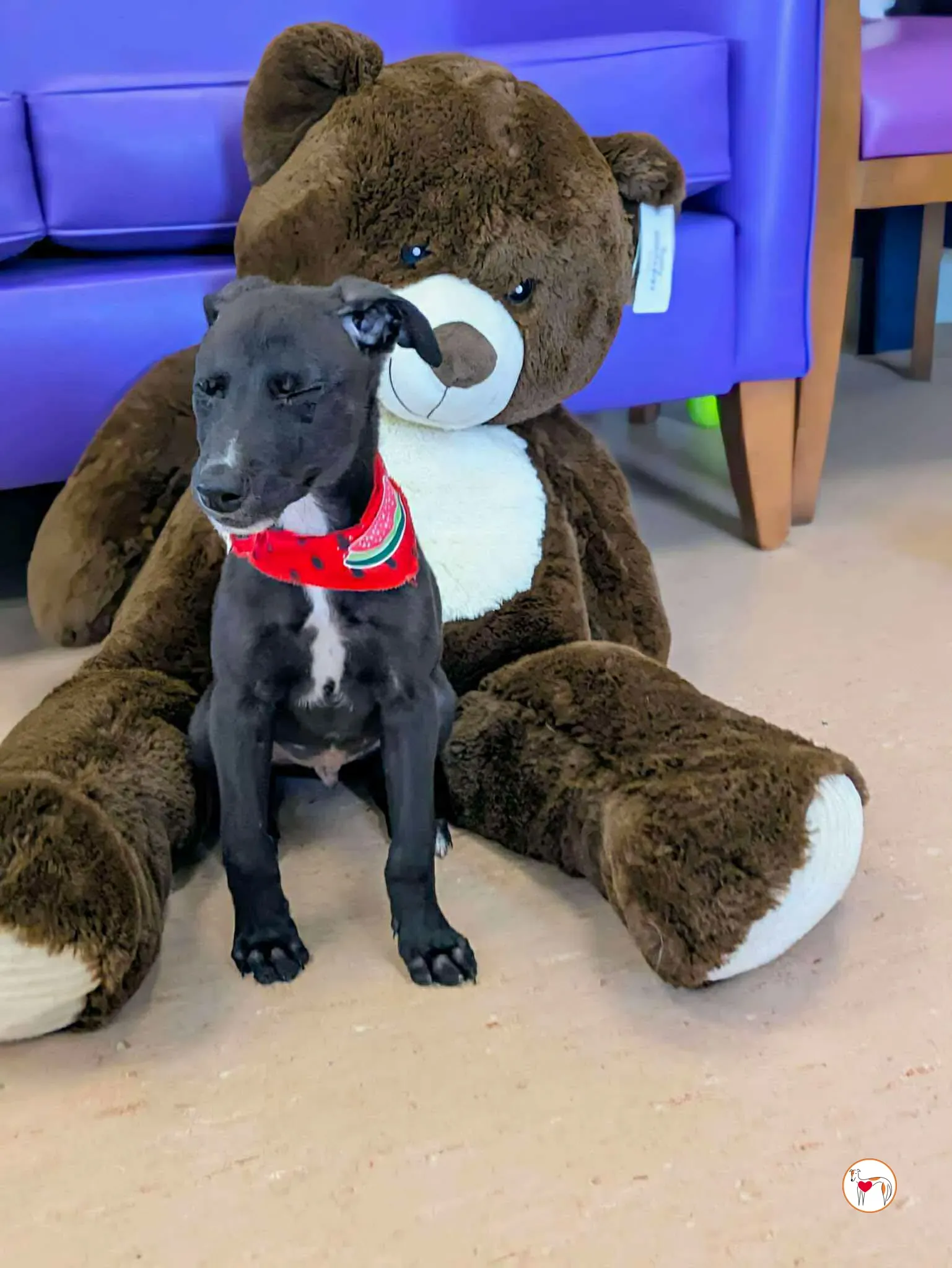 jason grey cucciolo adozione 02