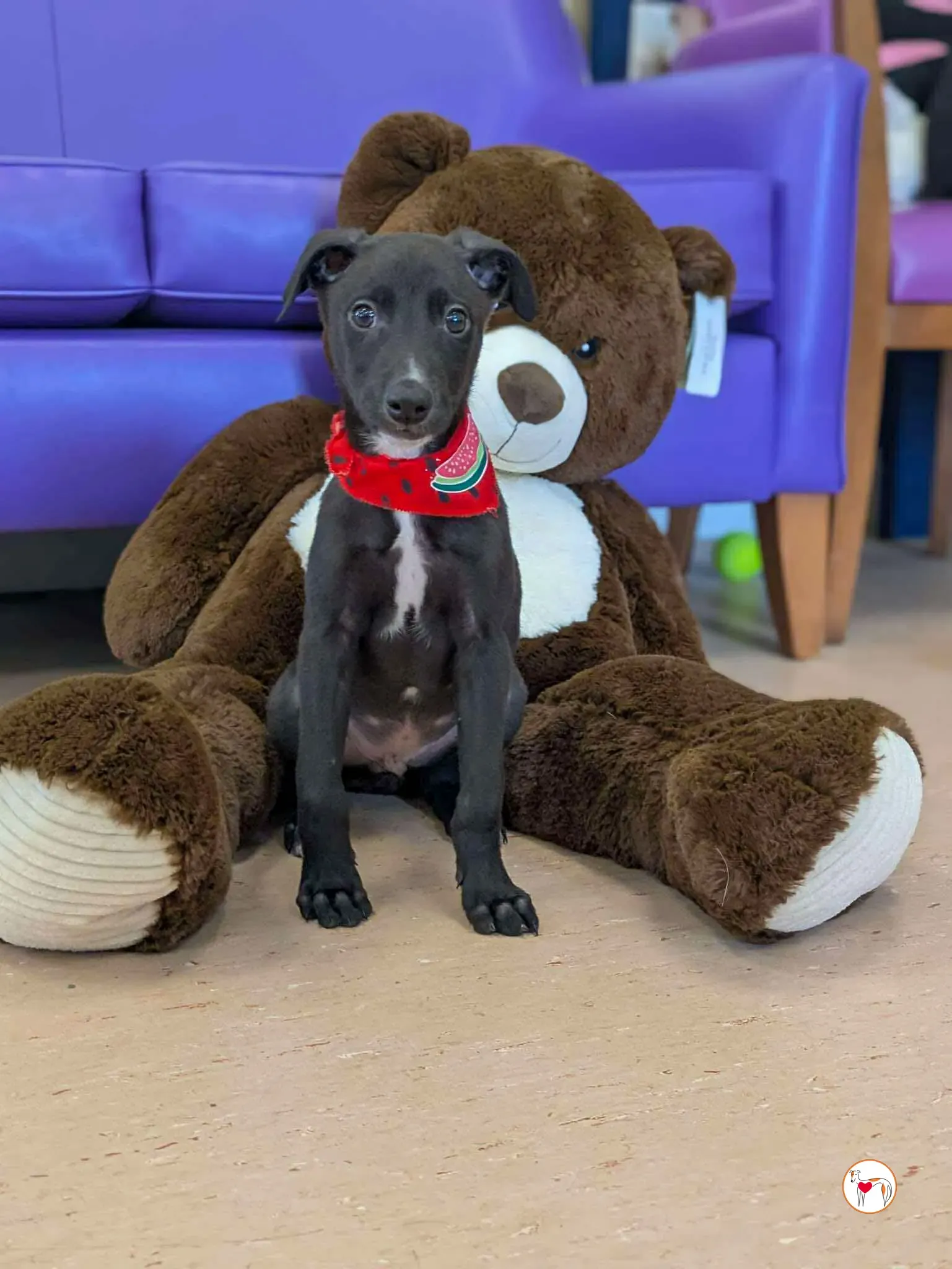 jason grey cucciolo adozione 03