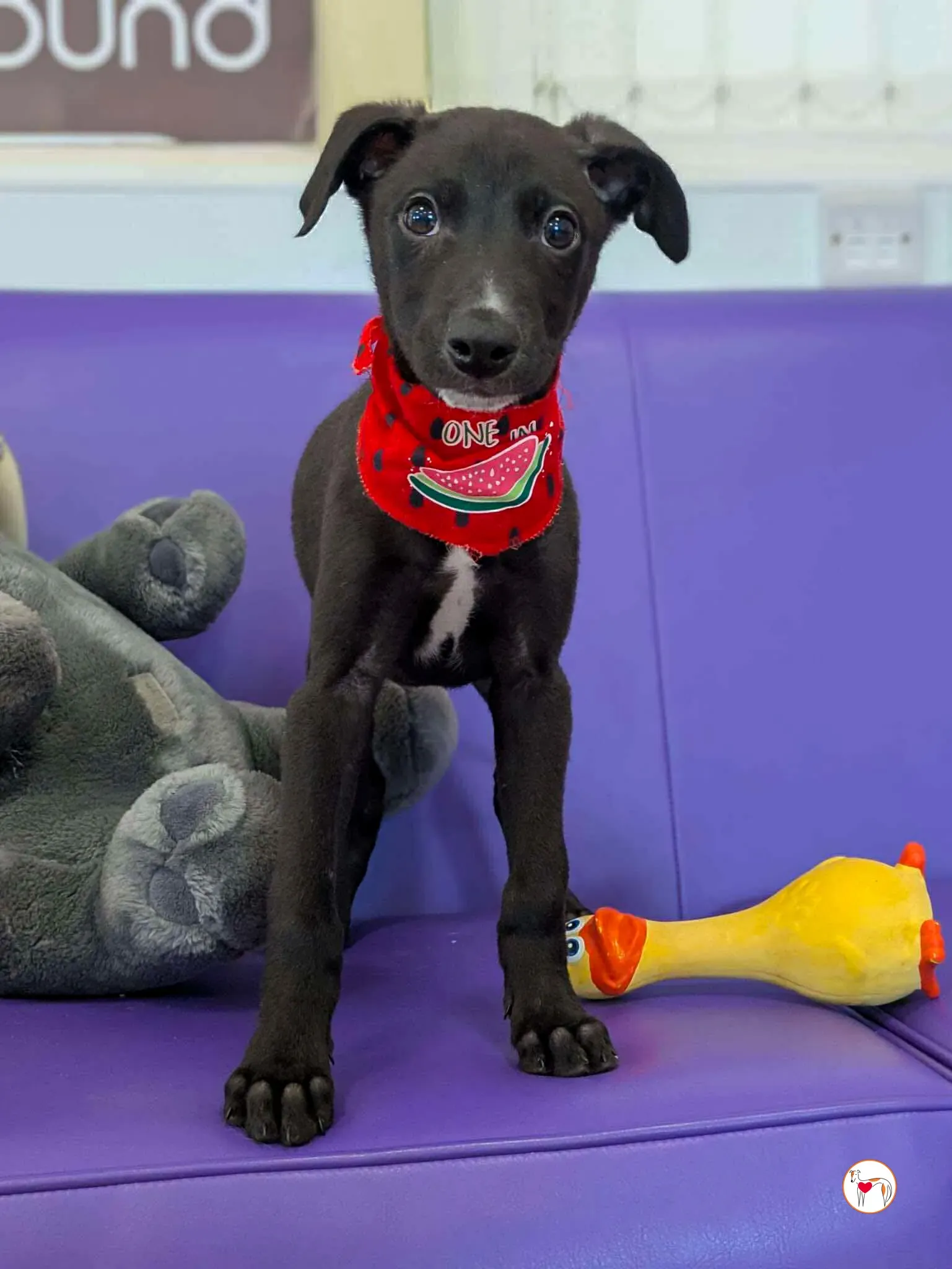 jason grey cucciolo adozione 04