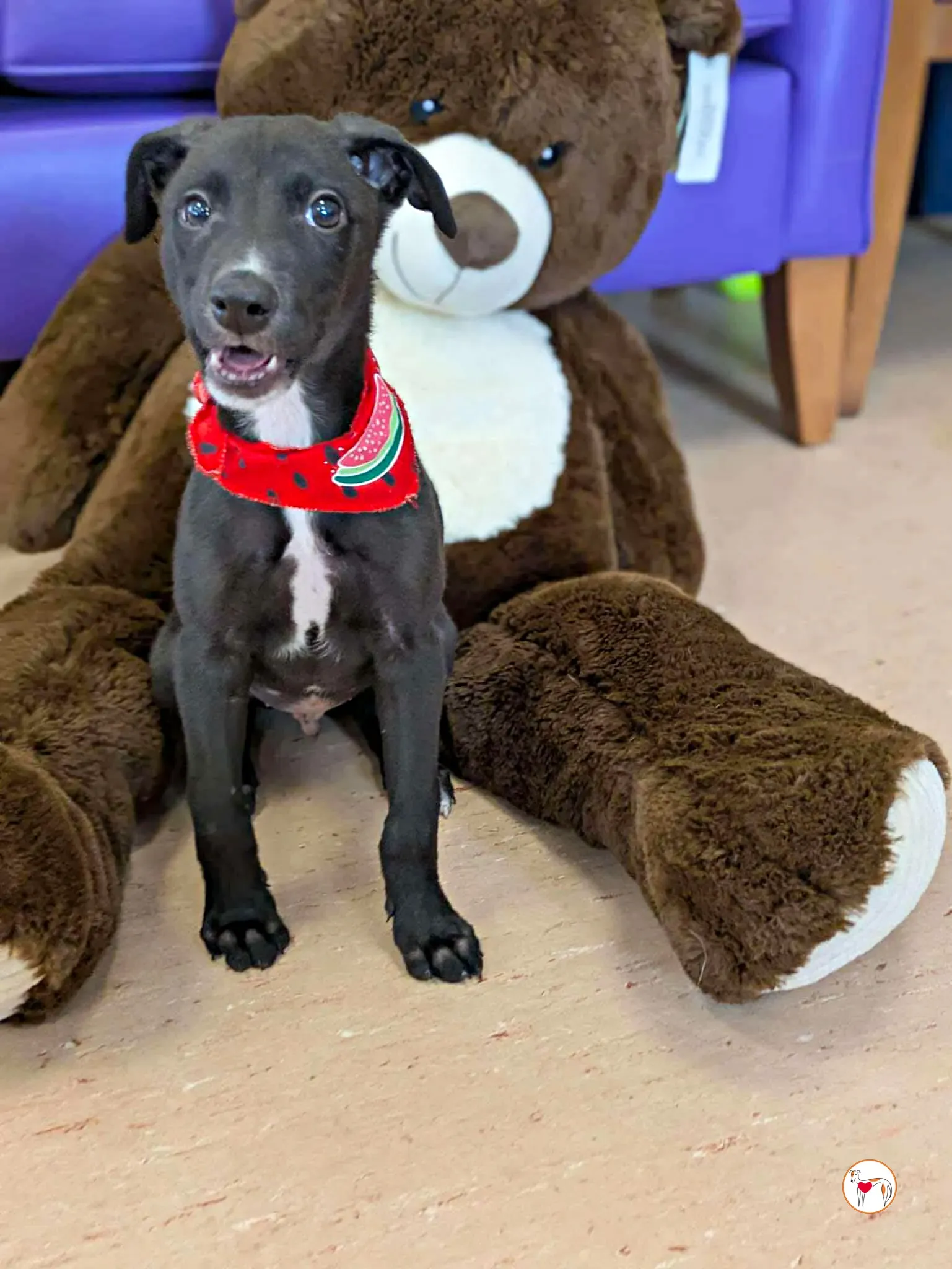 jason grey cucciolo adozione 05