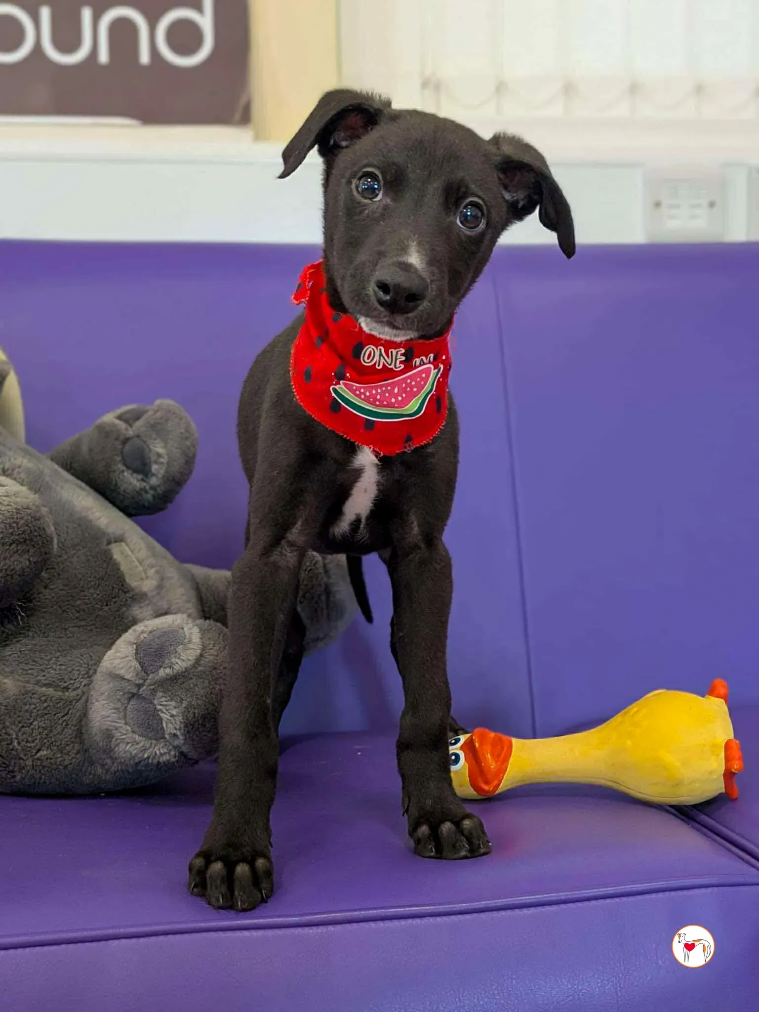 jason grey cucciolo adozione 06