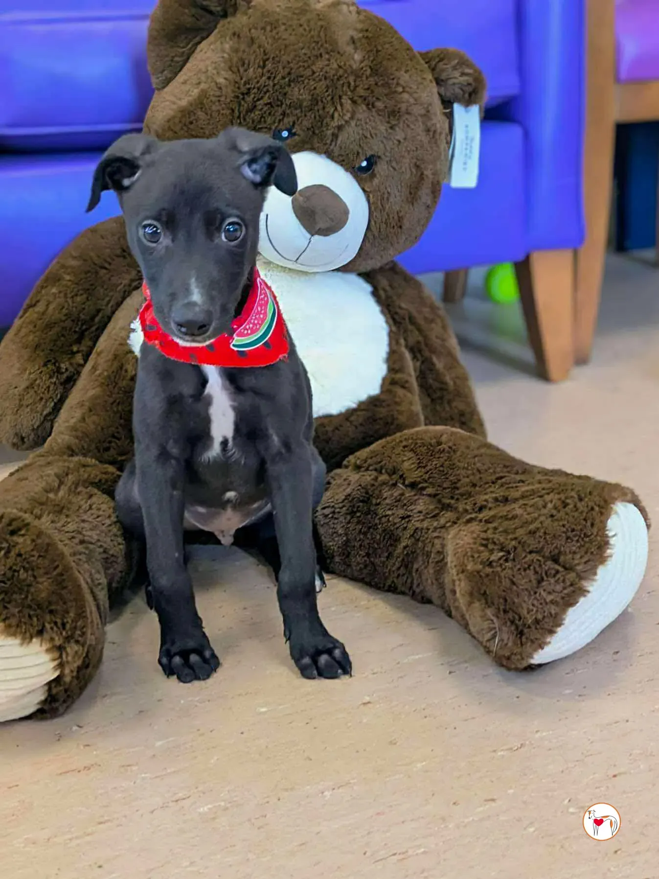 jason grey cucciolo adozione 07