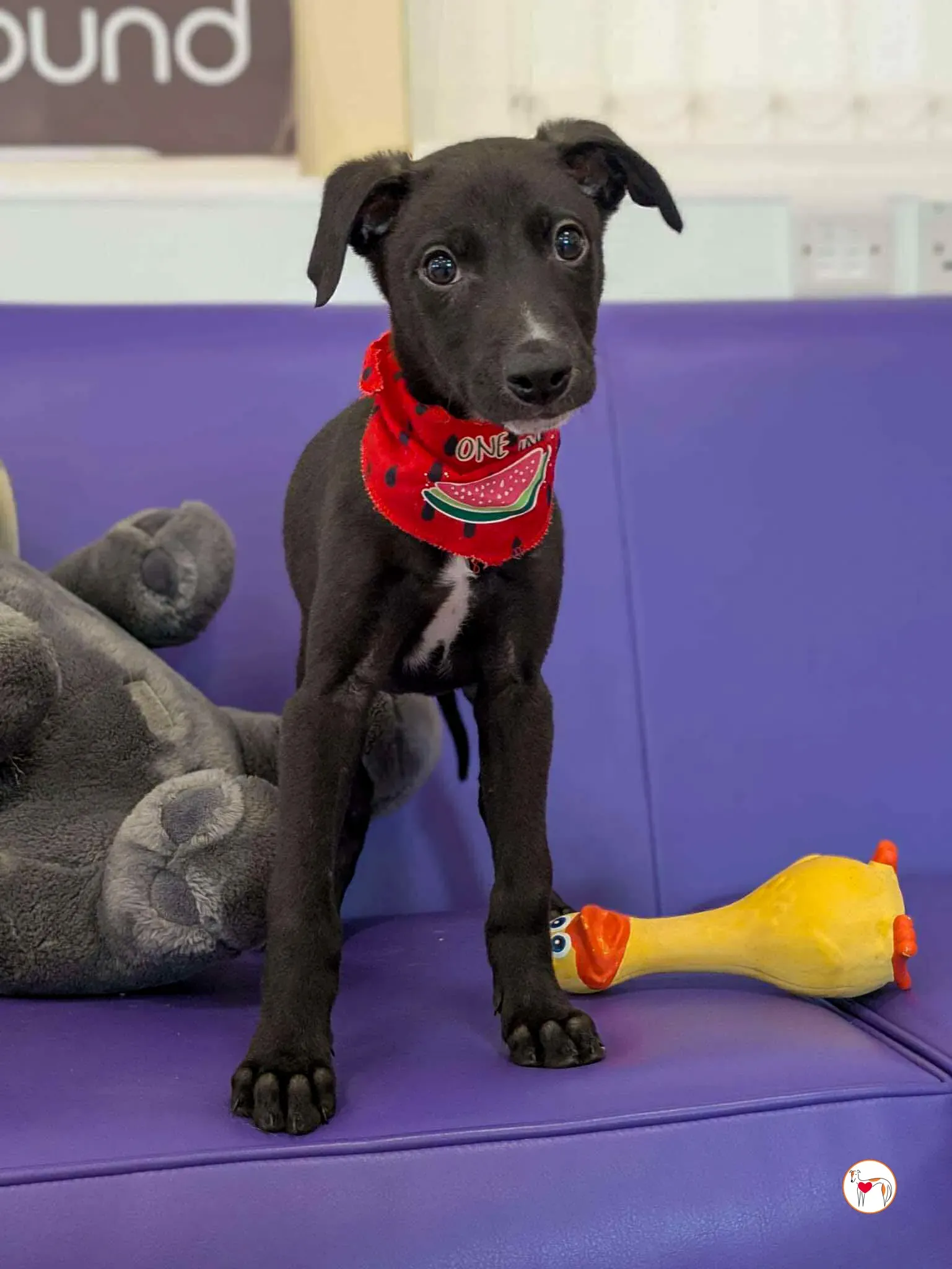 jason grey cucciolo adozione 08