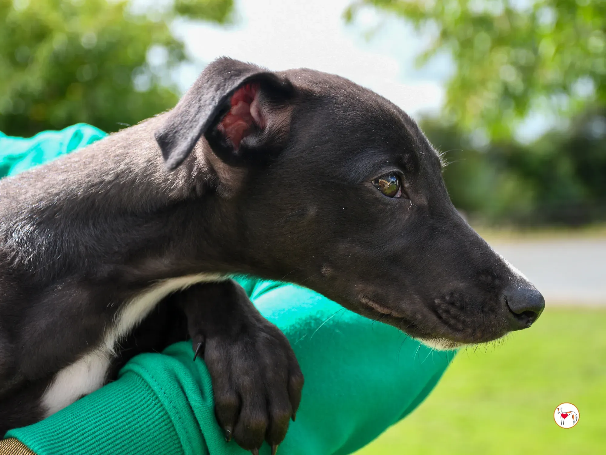 jason grey cucciolo adozione 09