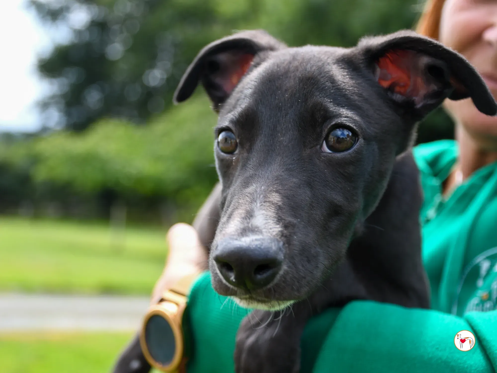 jason grey cucciolo adozione 10