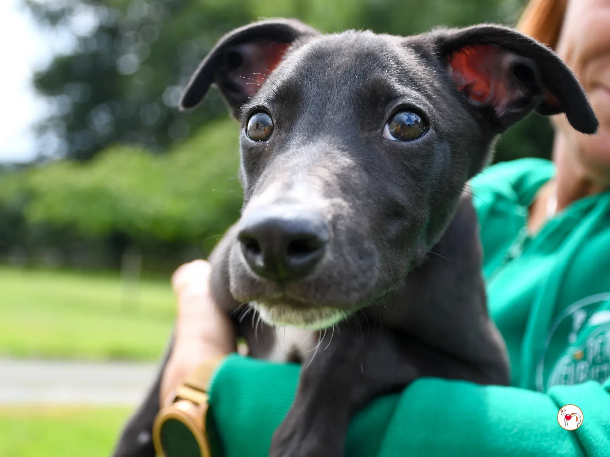 jason grey cucciolo adozione 11