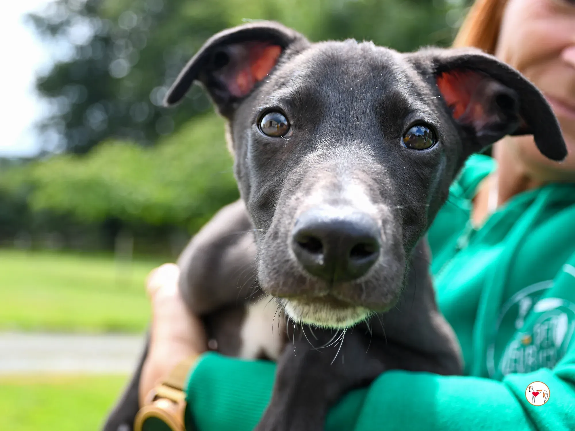 jason grey cucciolo adozione 12