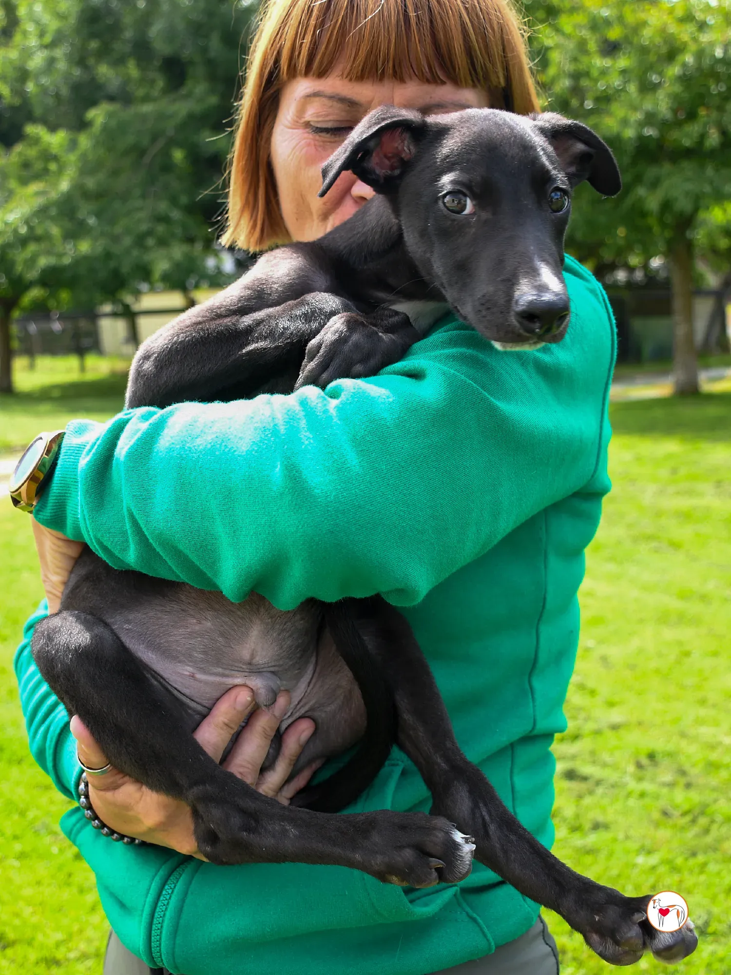 jason grey cucciolo adozione 13