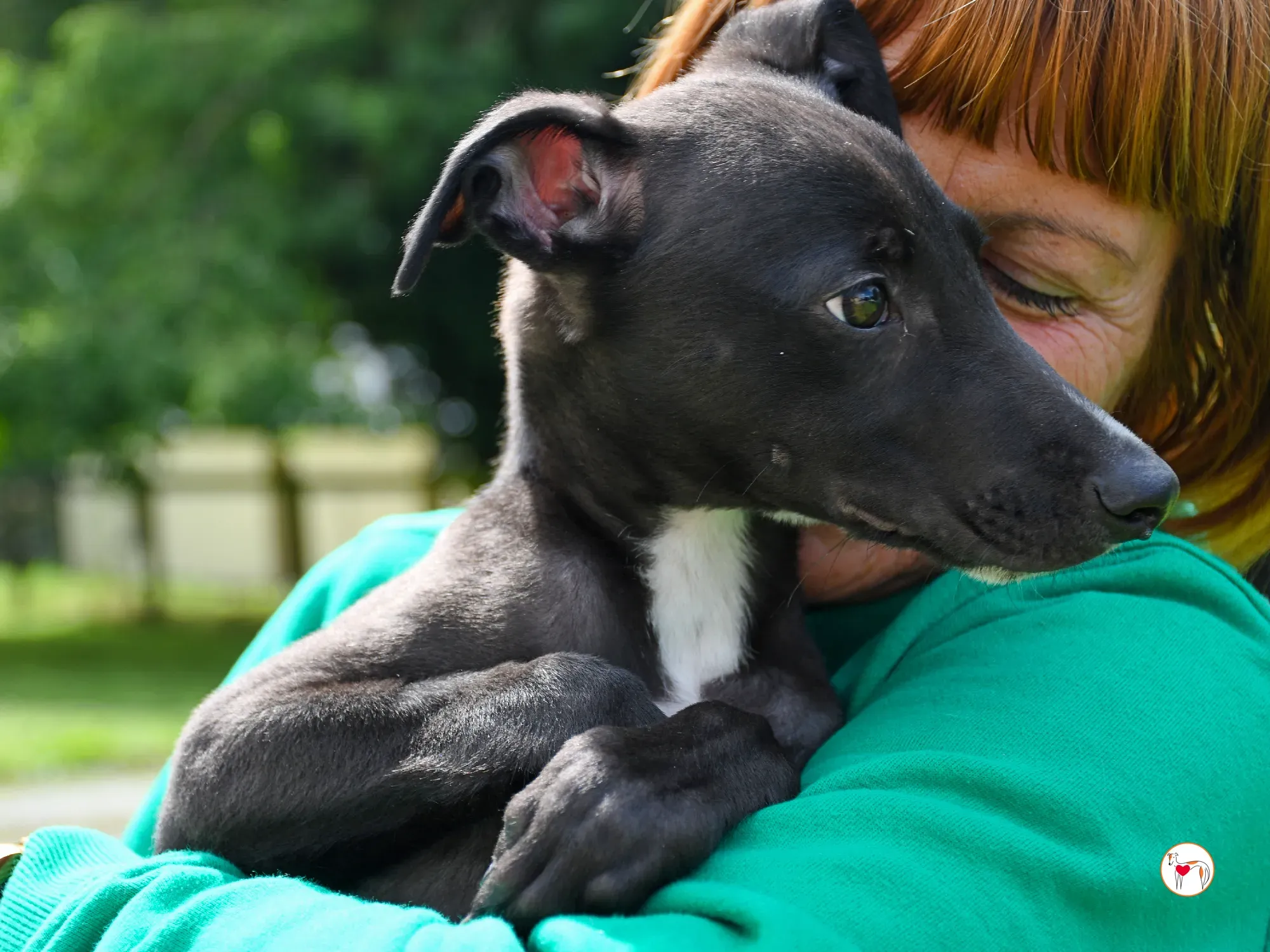 jason grey cucciolo adozione 14