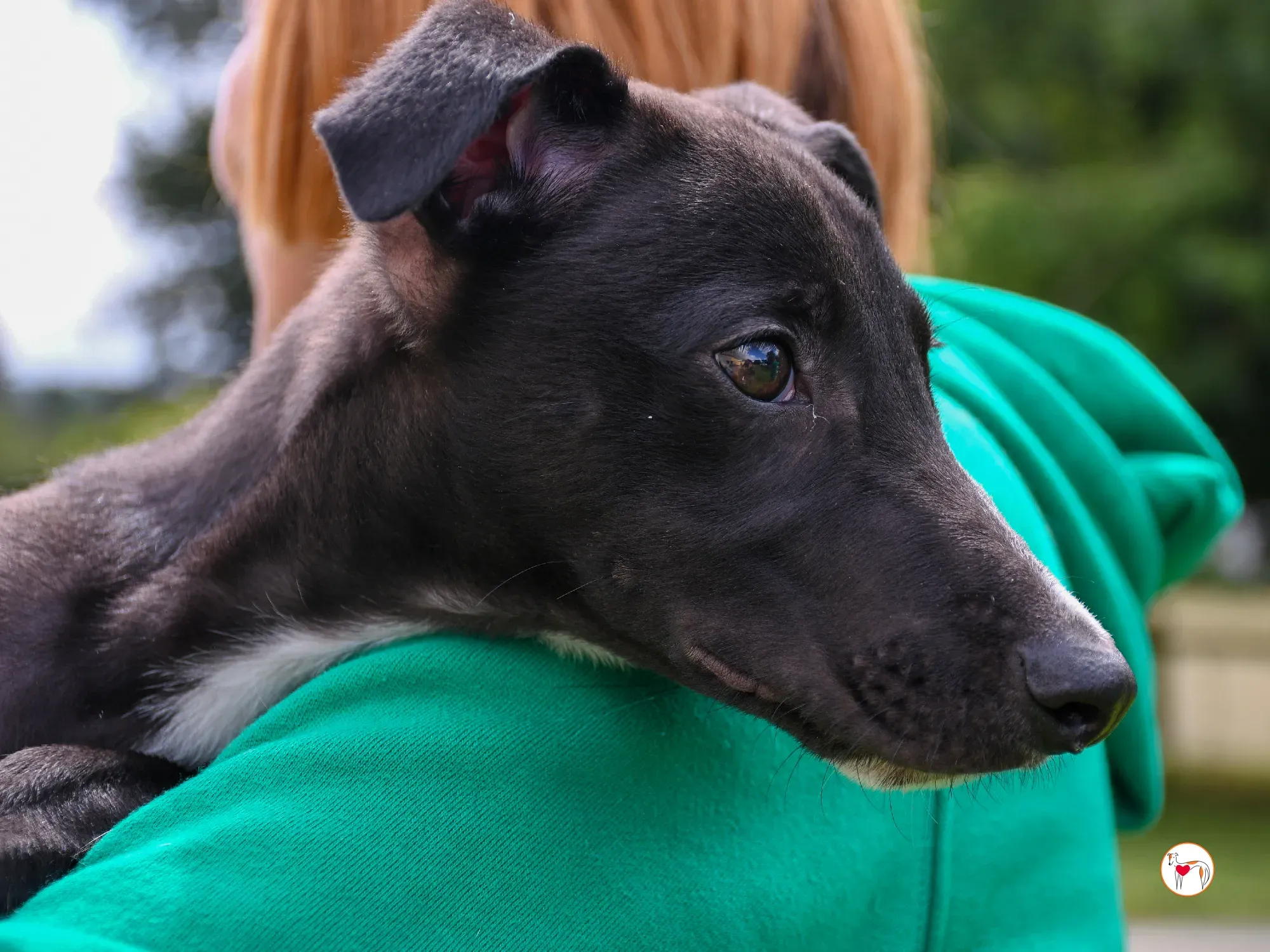 jason grey cucciolo adozione 15