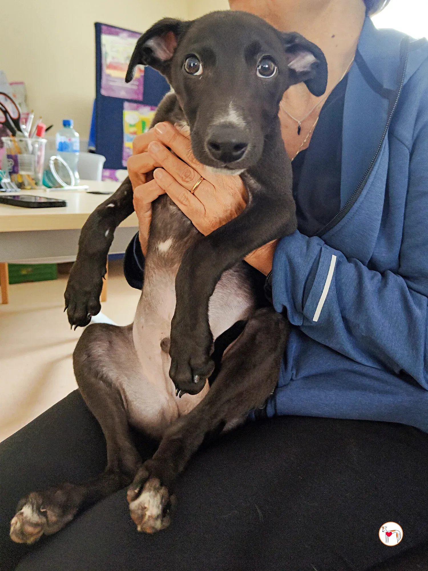 jason grey cucciolo adozione 16