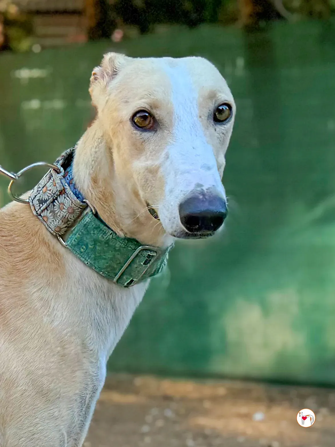 javi galgo adozione 01