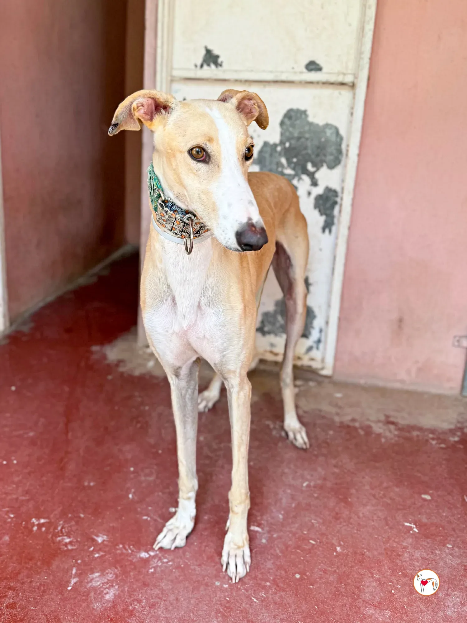 javi galgo adozione 02