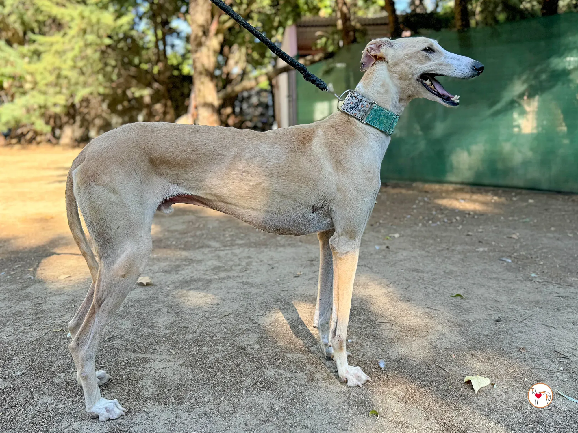 javi galgo adozione 03