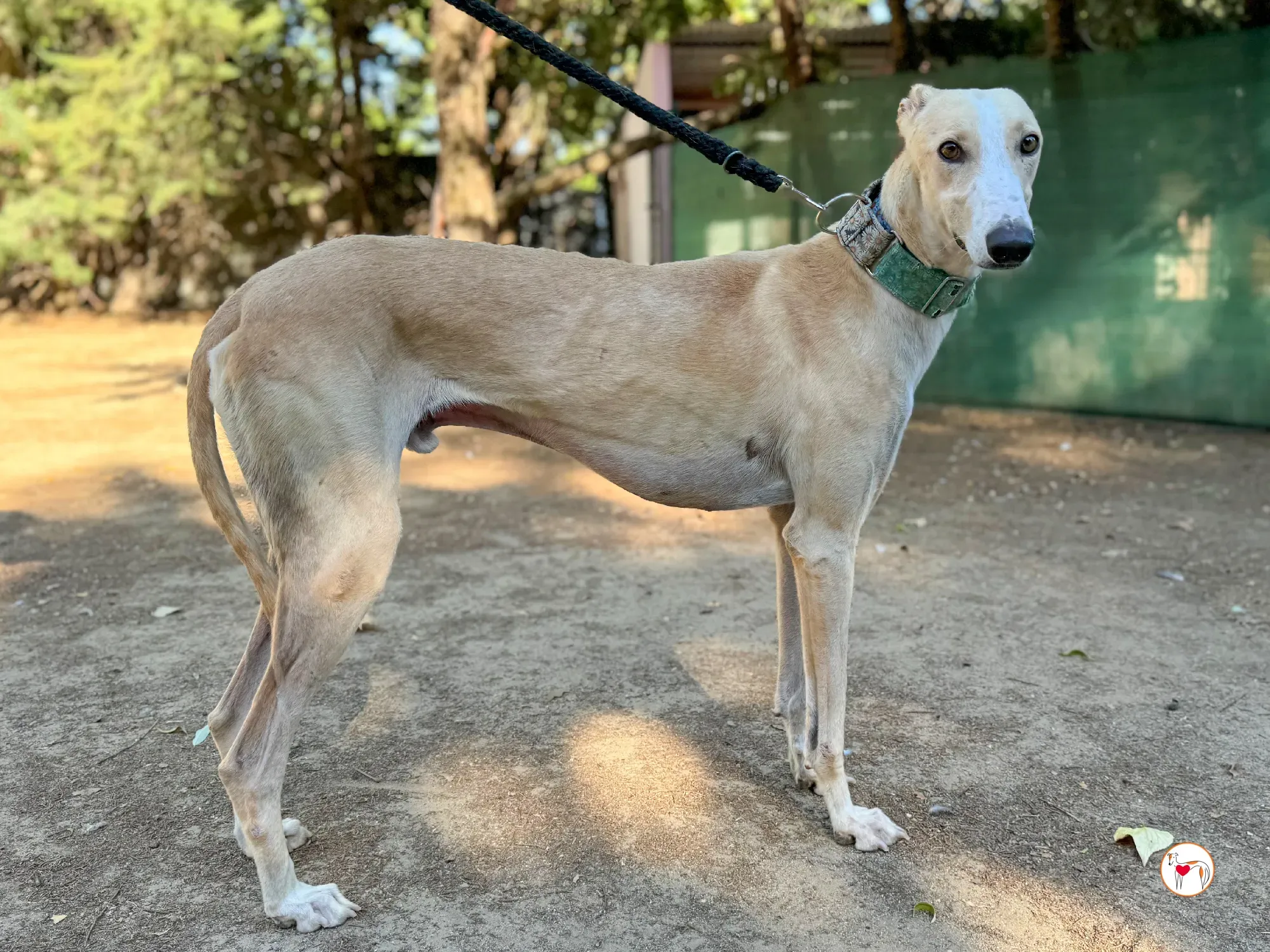 javi galgo adozione 04