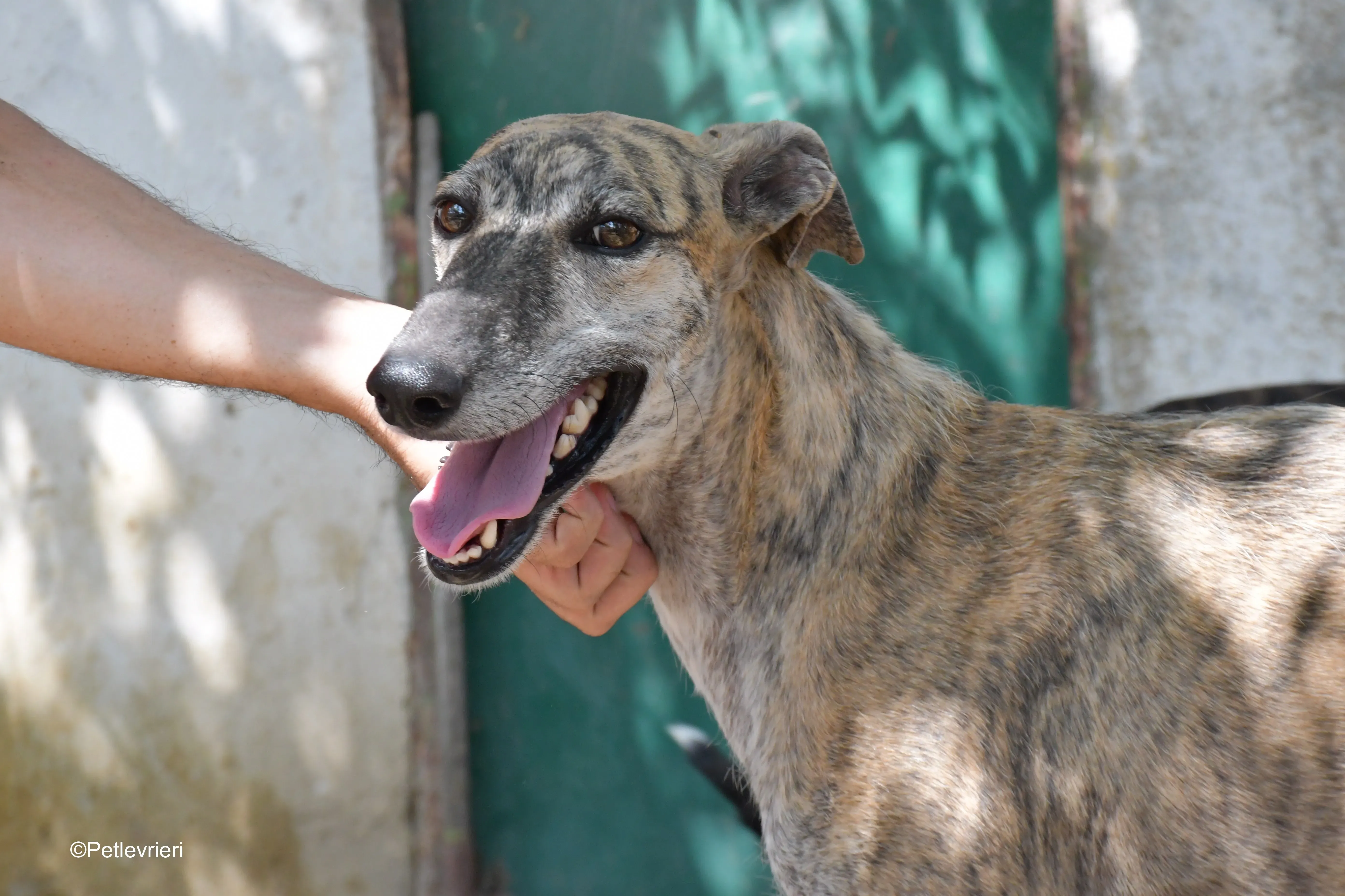 javier adozione levrieri galgo 1