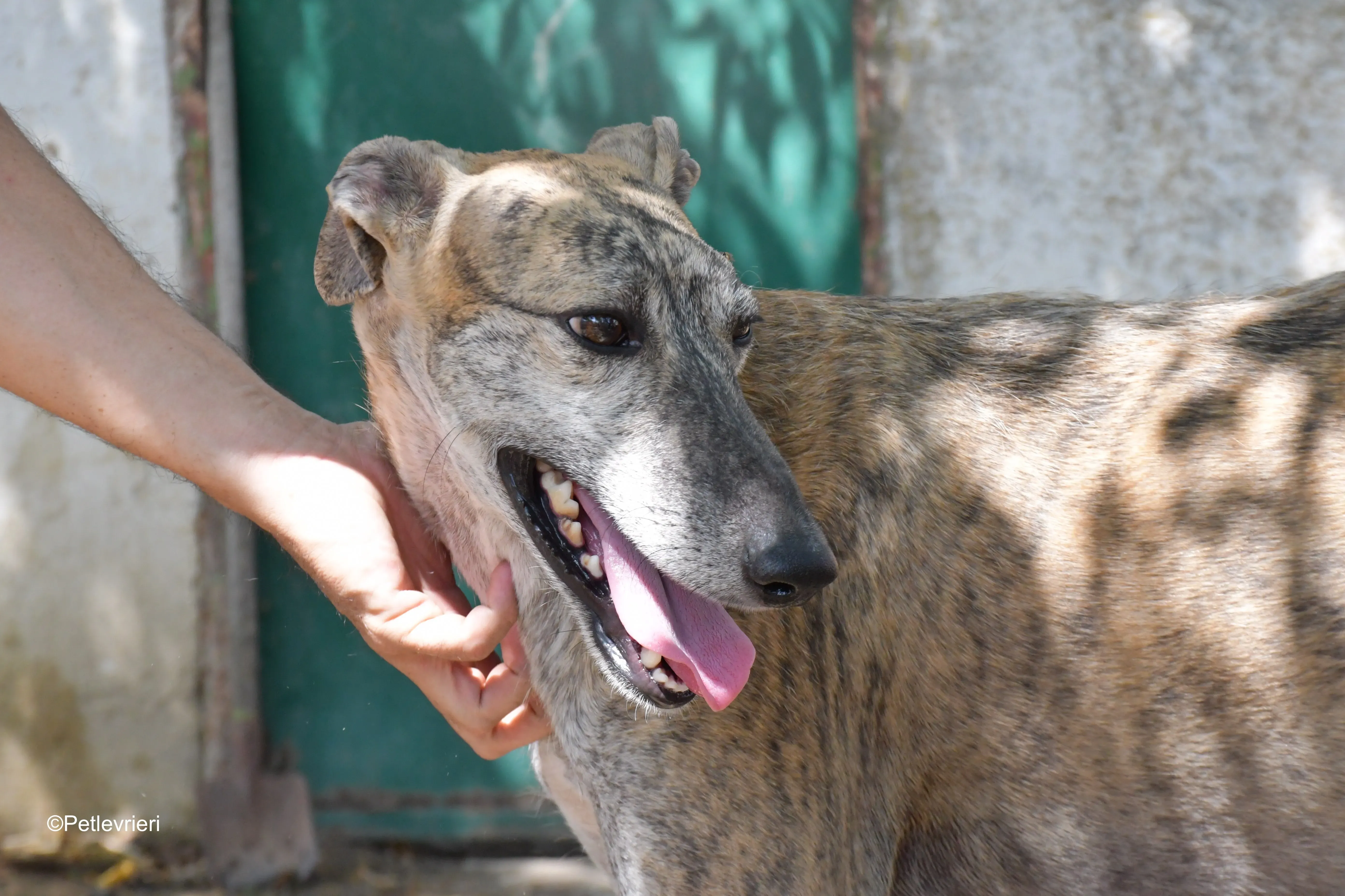 javier adozione levrieri galgo 2