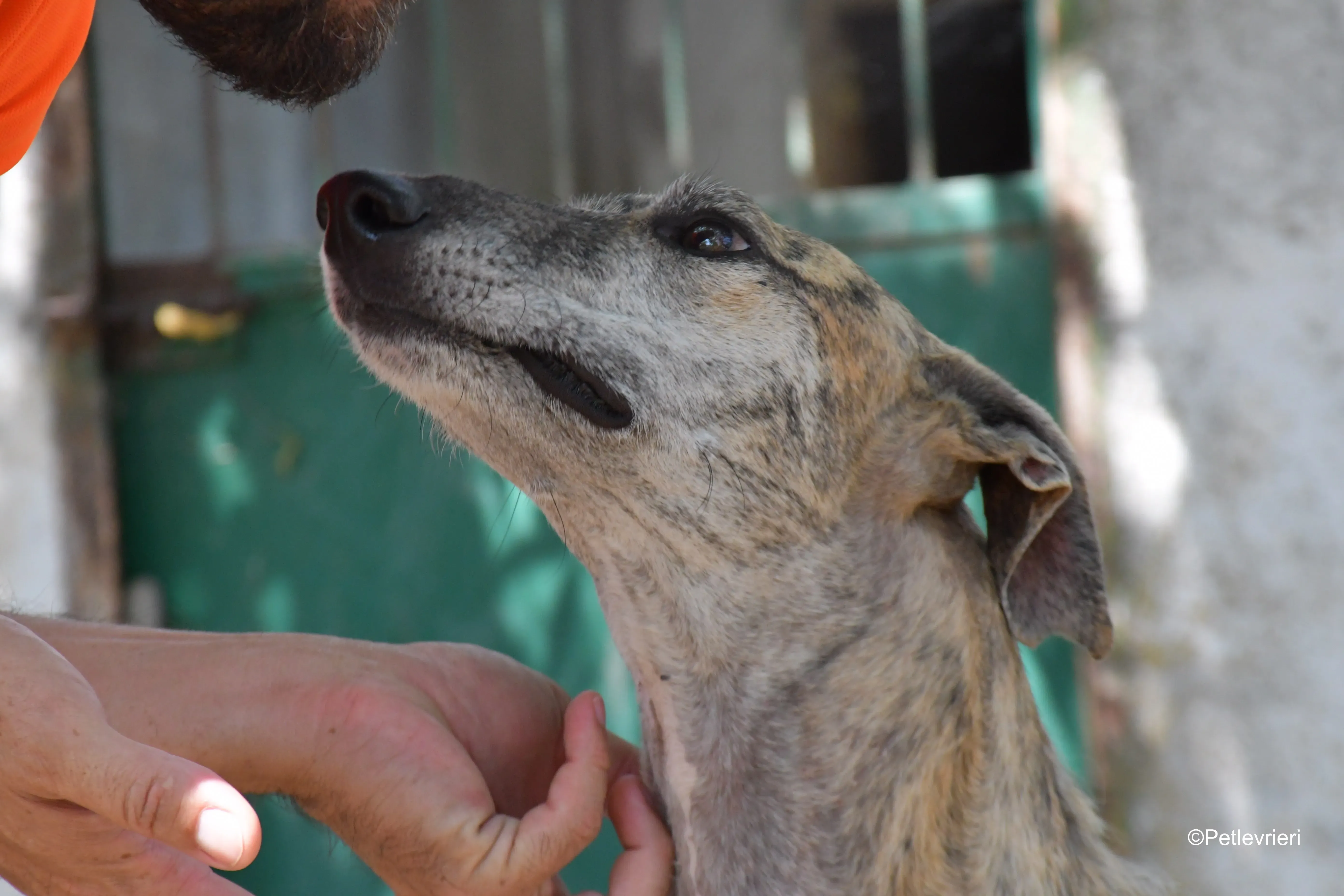 javier adozione levrieri galgo 3