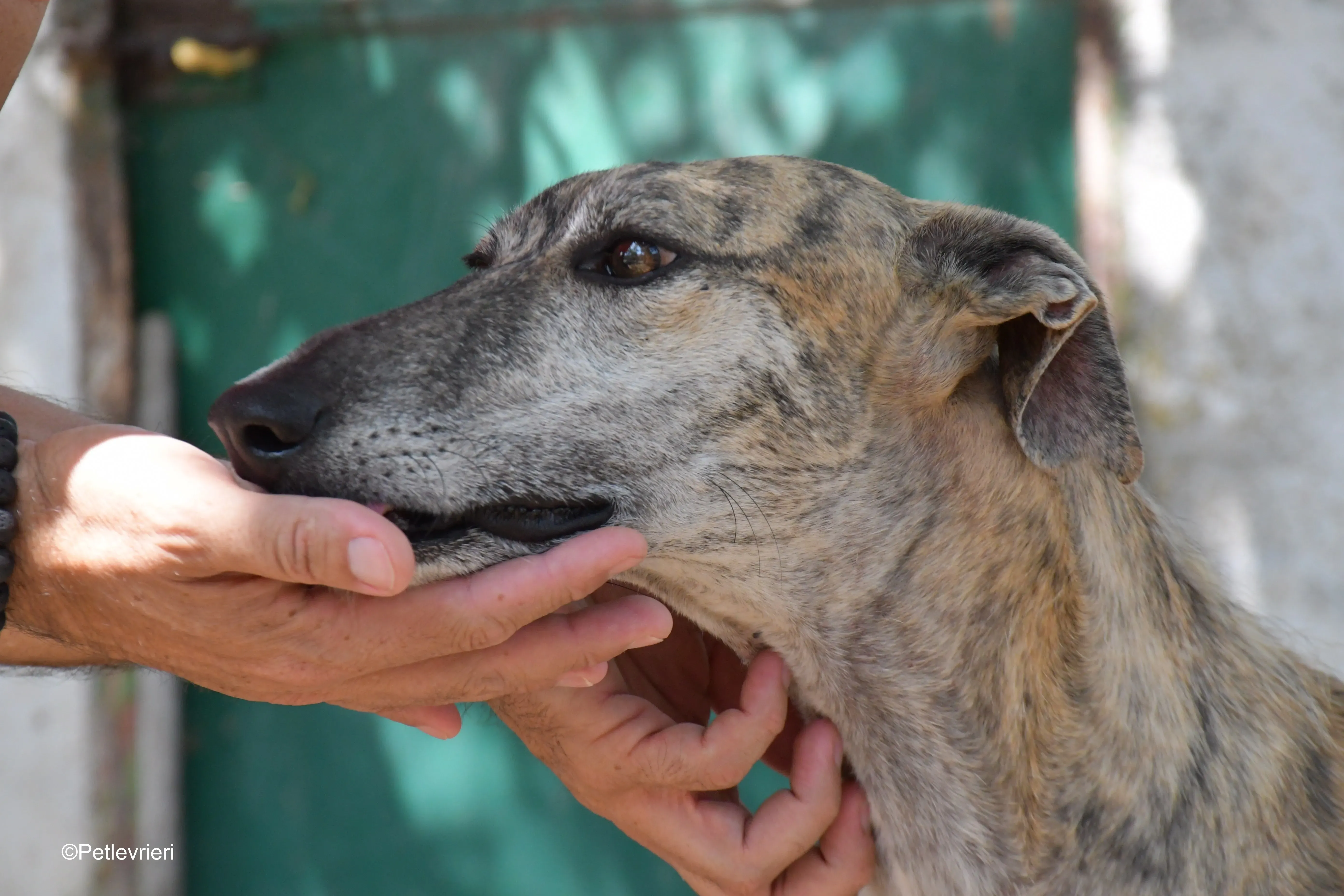 javier adozione levrieri galgo 4