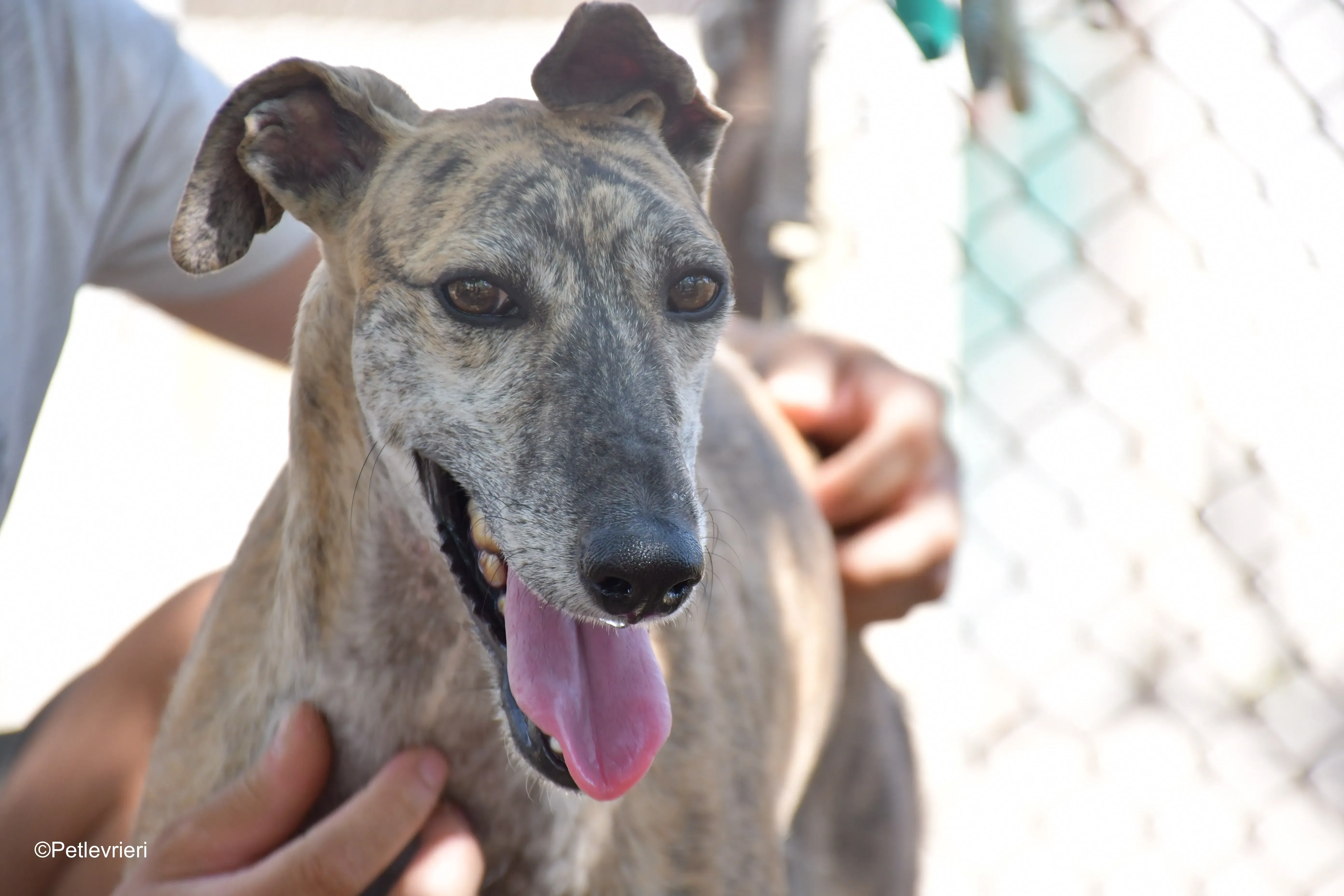 javier adozione levrieri galgo 5