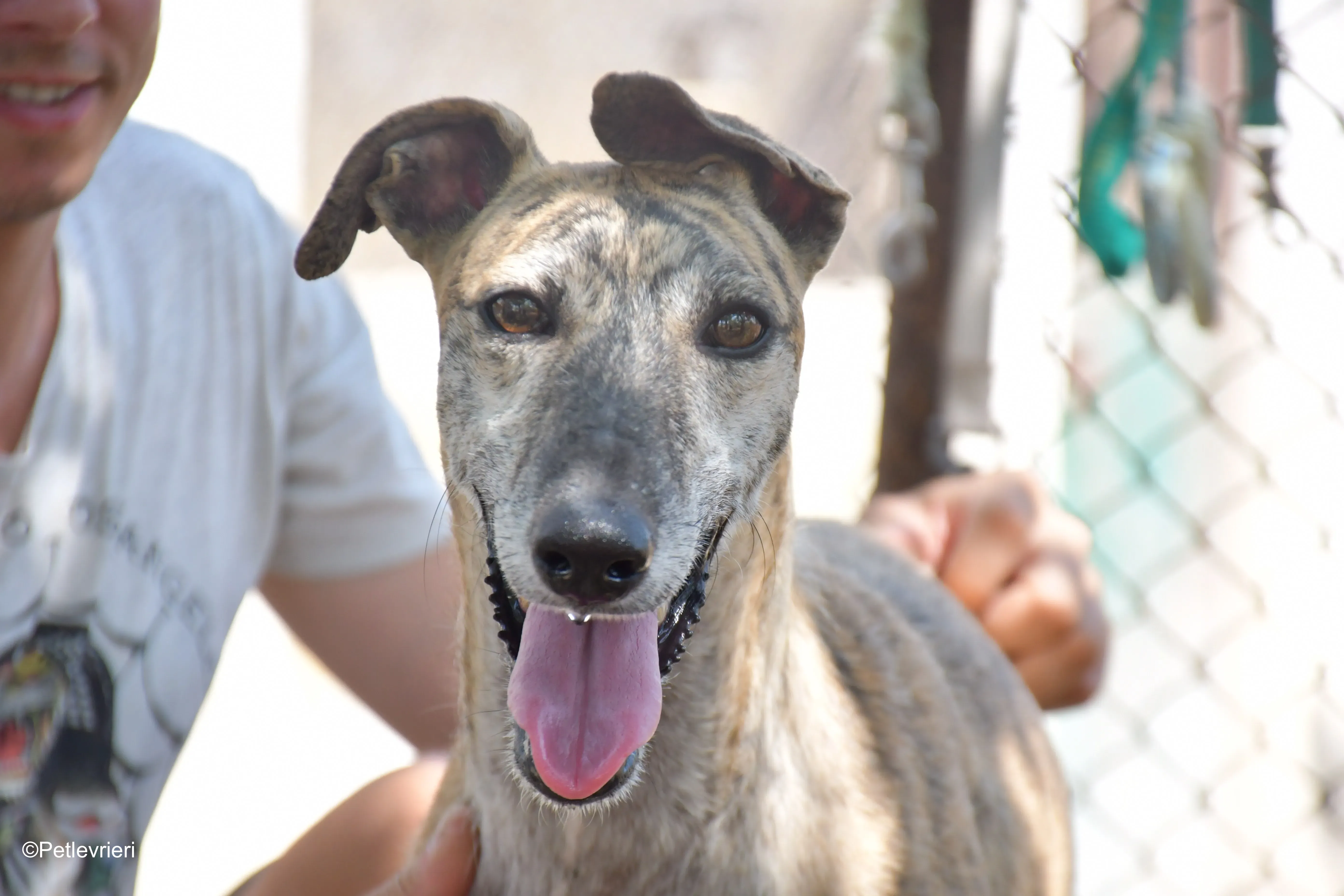 javier adozione levrieri galgo 6